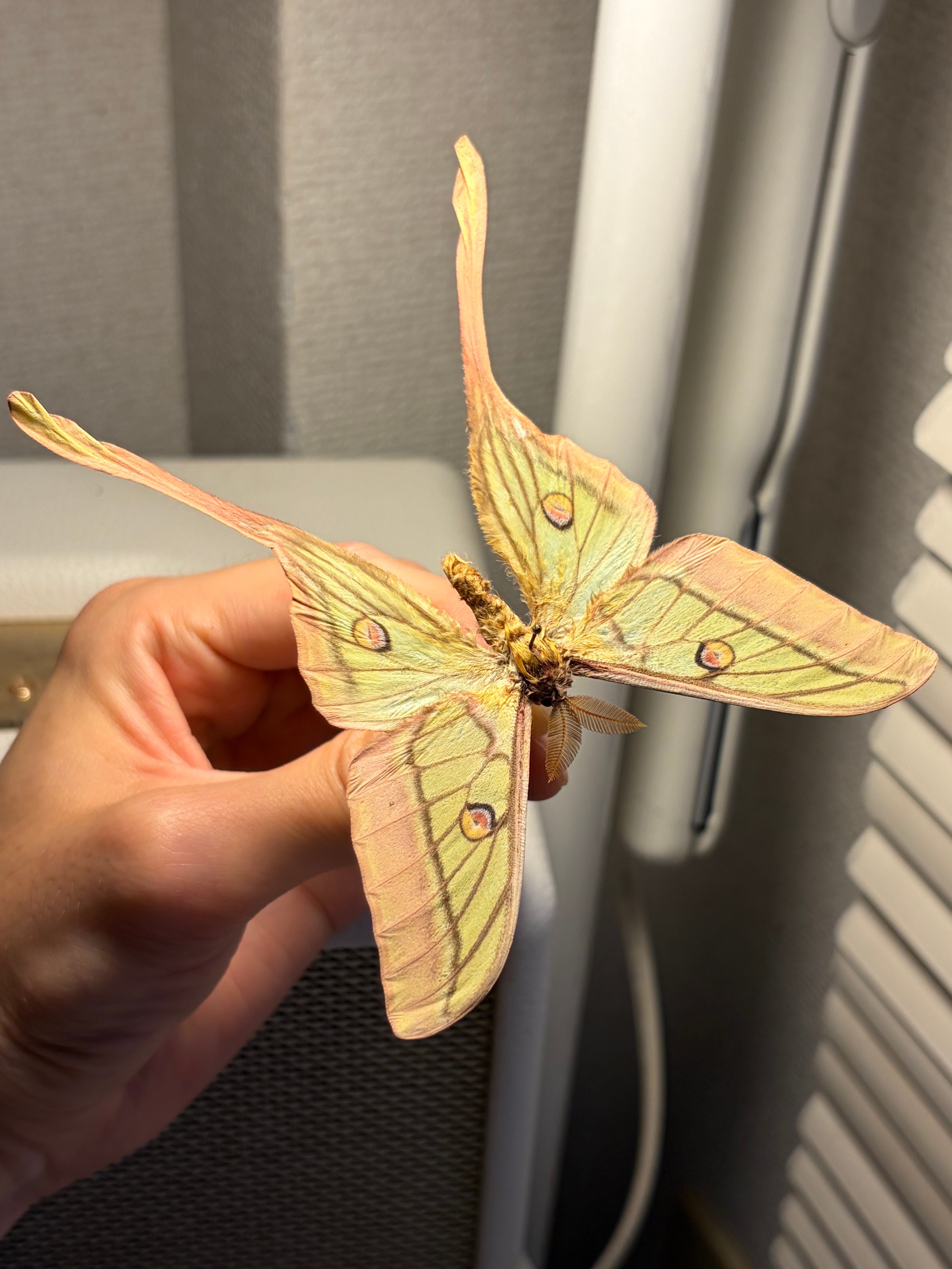 蛾交雑種最高峰】イザベラミズアオ×アメリカオオミズアオの