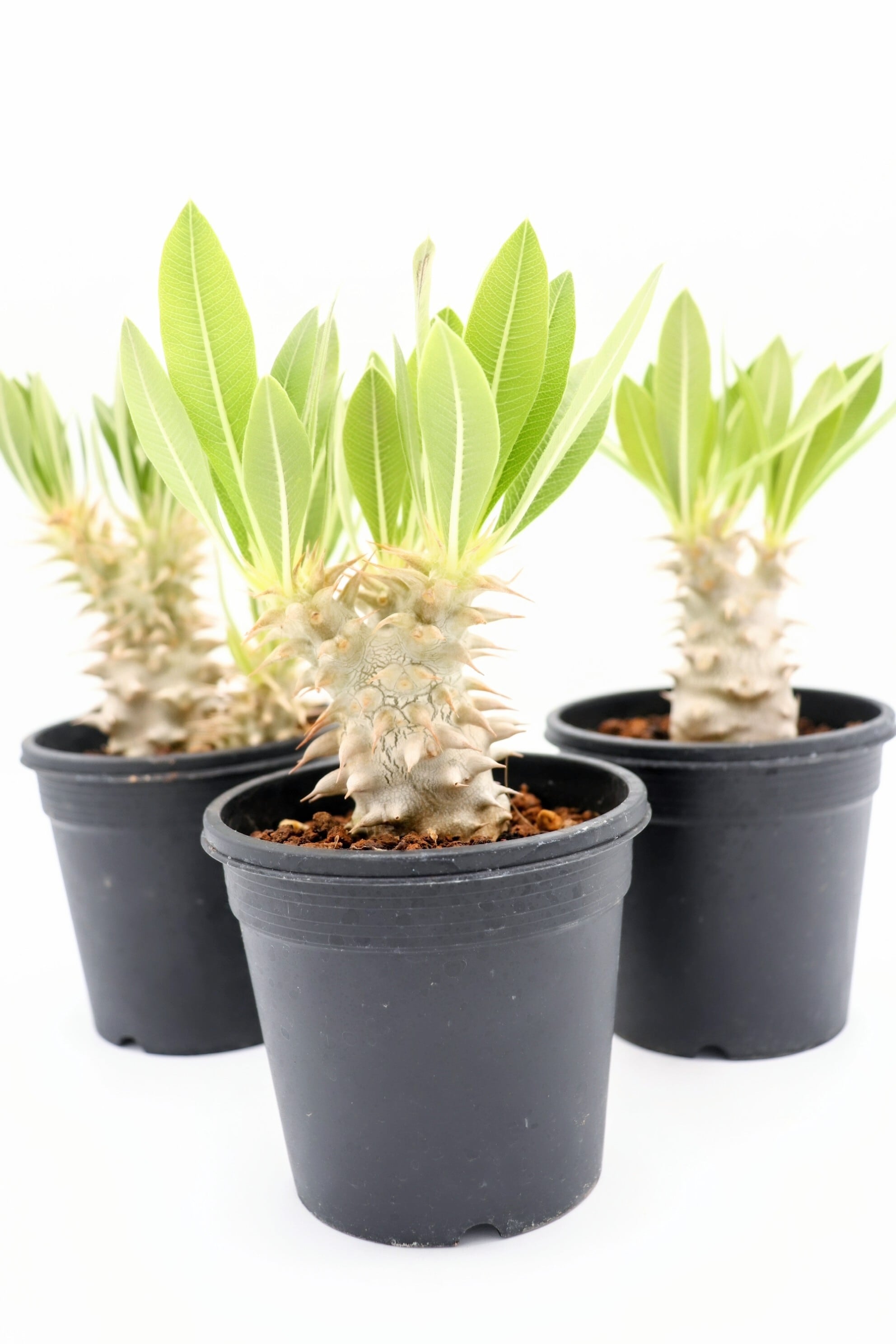 P willinckii cv. White Knight【artPLANTs】ビカクシダ/Platycerium