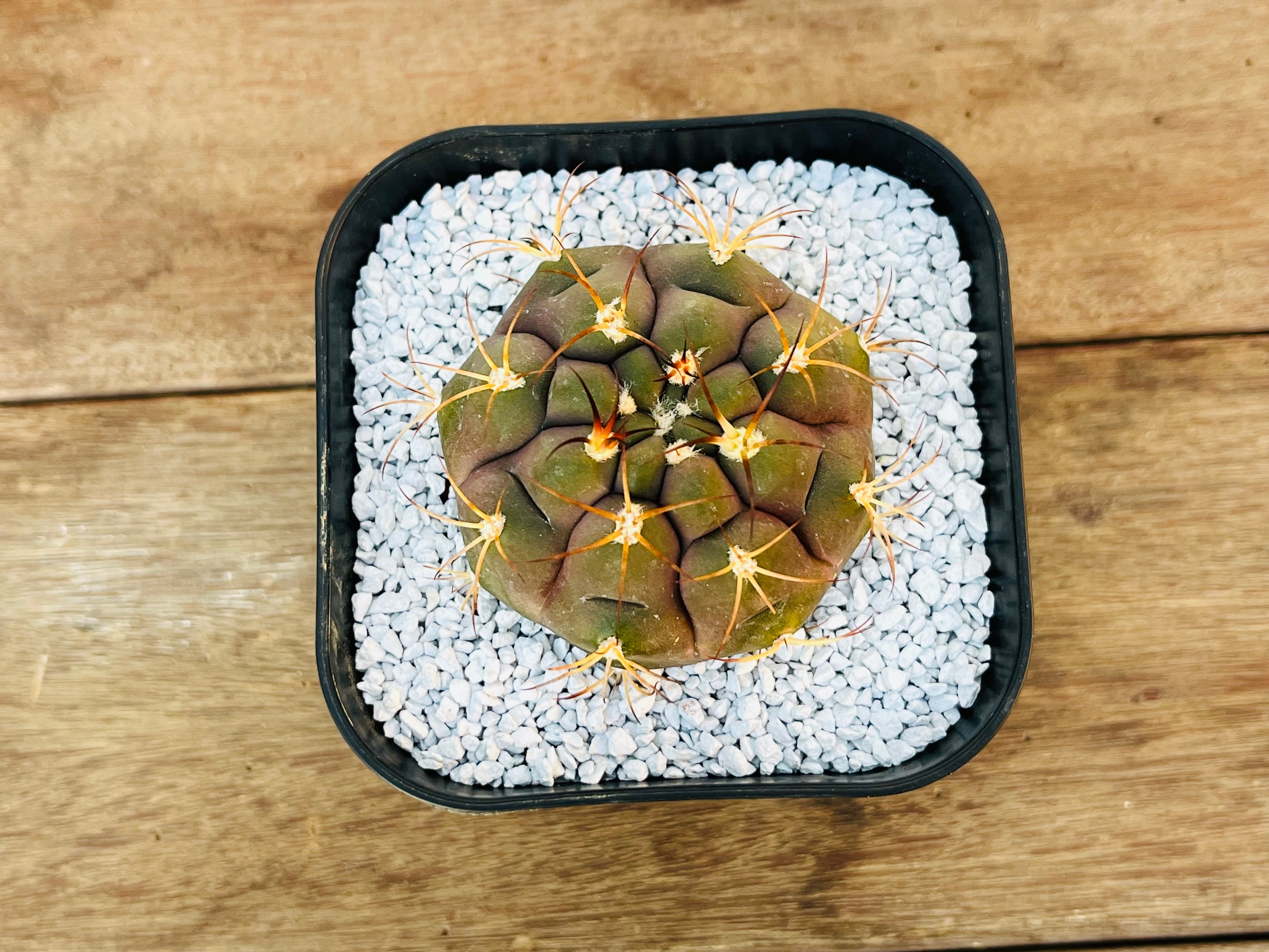 Gymnocalycium pflanzii v. albipulpa ギムノカリキュウム 尾形丸