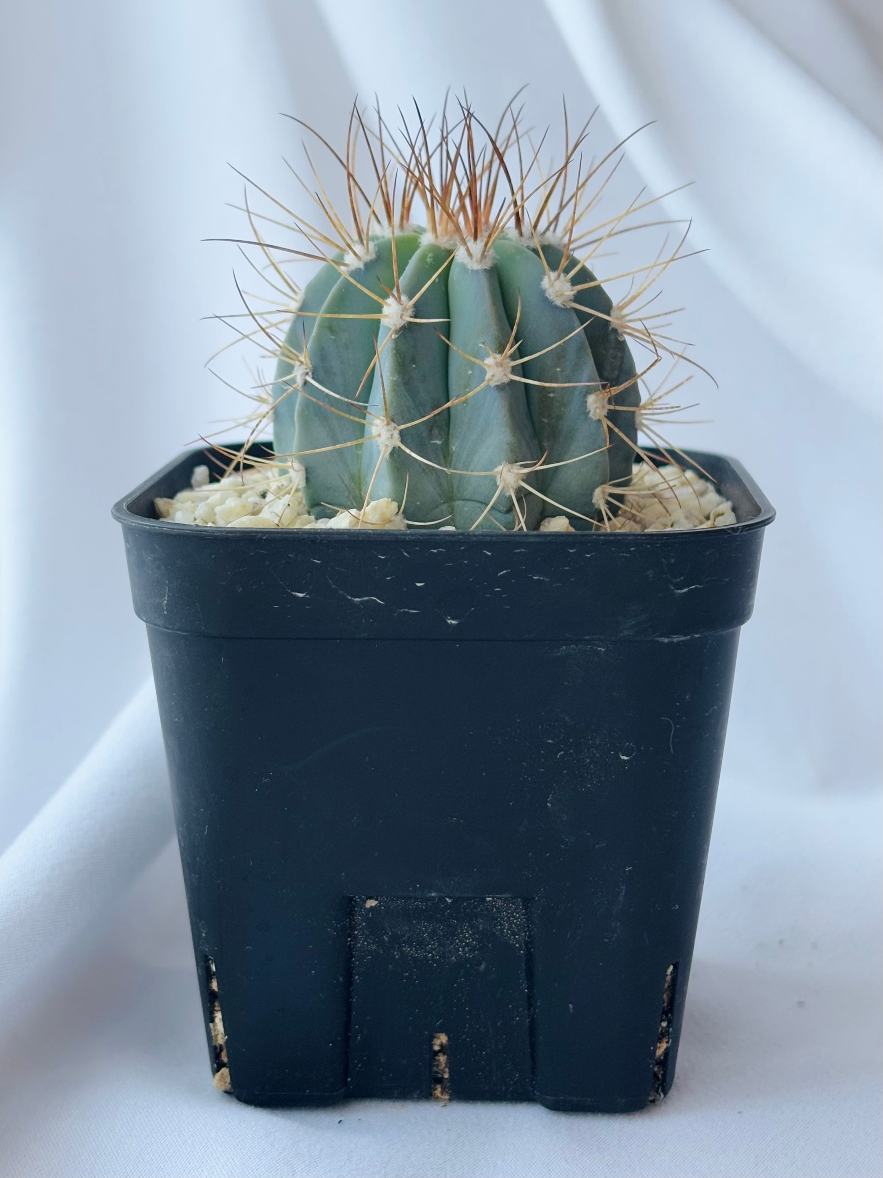 3. Melocactus azureus メロカクタス アズレウス 鶯鳴雲 サボテン 多肉