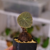 Stephania kaweesakii / ステファニア カウィーサキー㊵/ 観葉植物