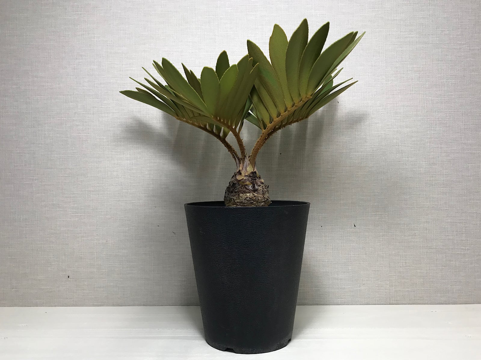 ザミア フルフラケア