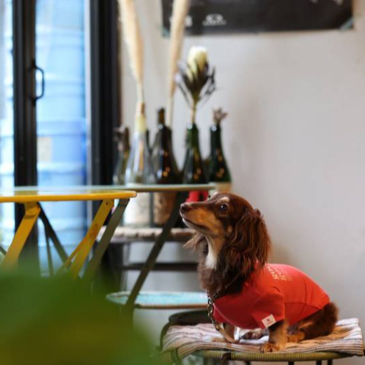 3点おまとめ未使用 ラムピノクチュール good girl Tシャツ 犬服 未使用 ラムピノクチュール good girl Tシャツ 犬服 ダックス - メルカリ