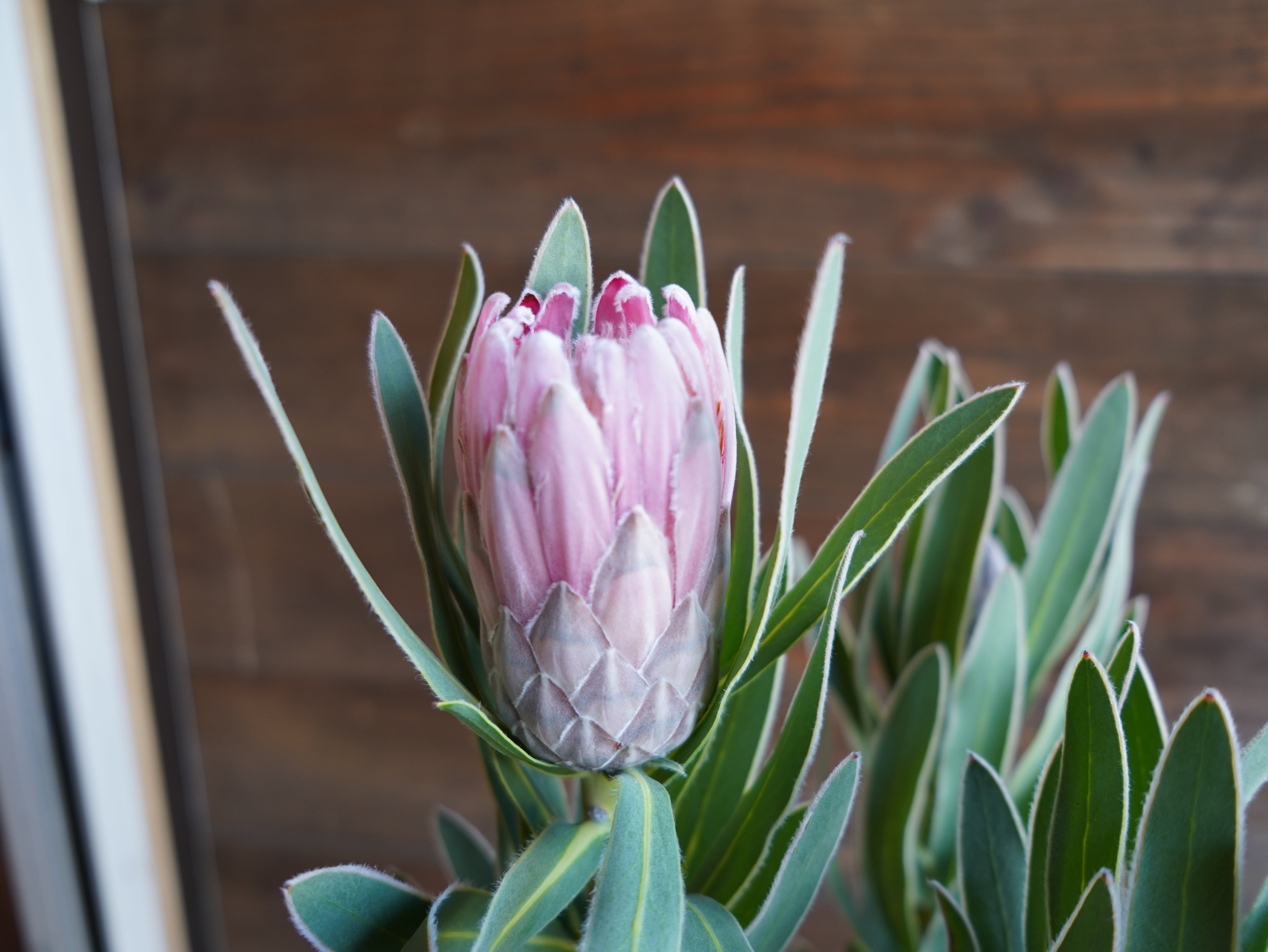 【現物】プロテア　"ピンクパール"