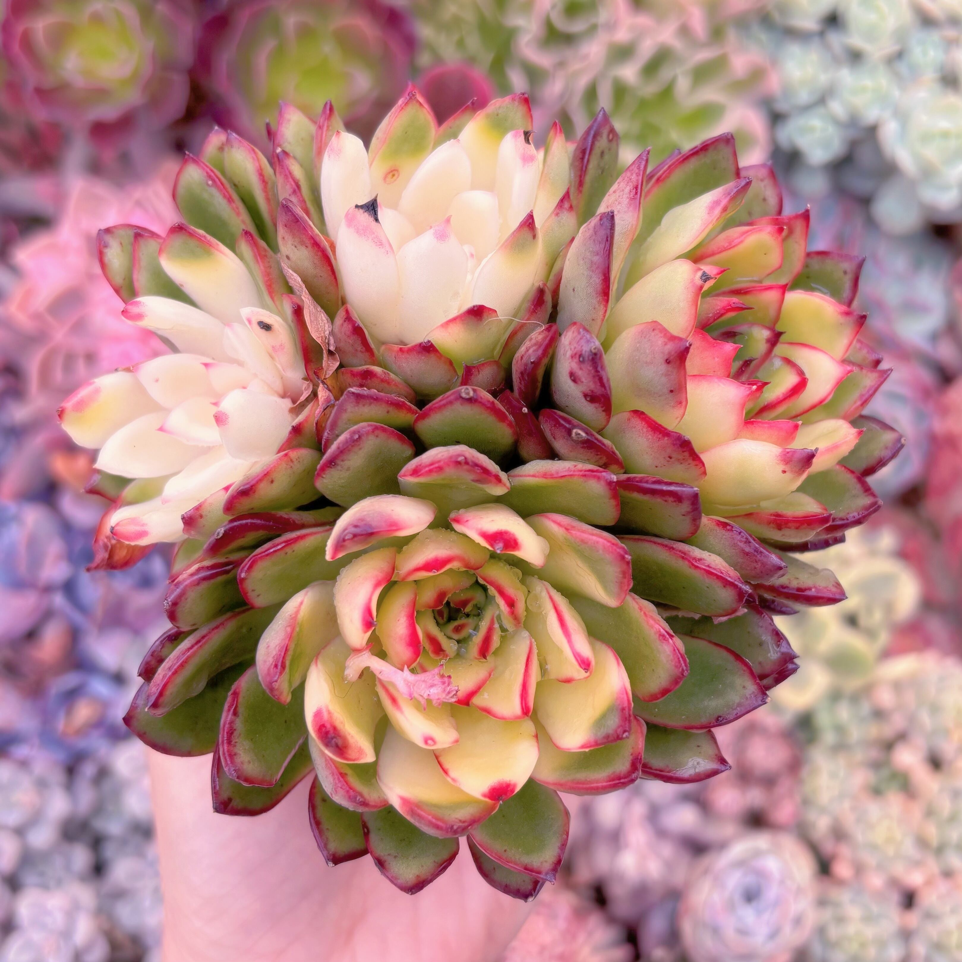 現品　プリリンゼアナ錦#602　群生　新入荷　るる農園