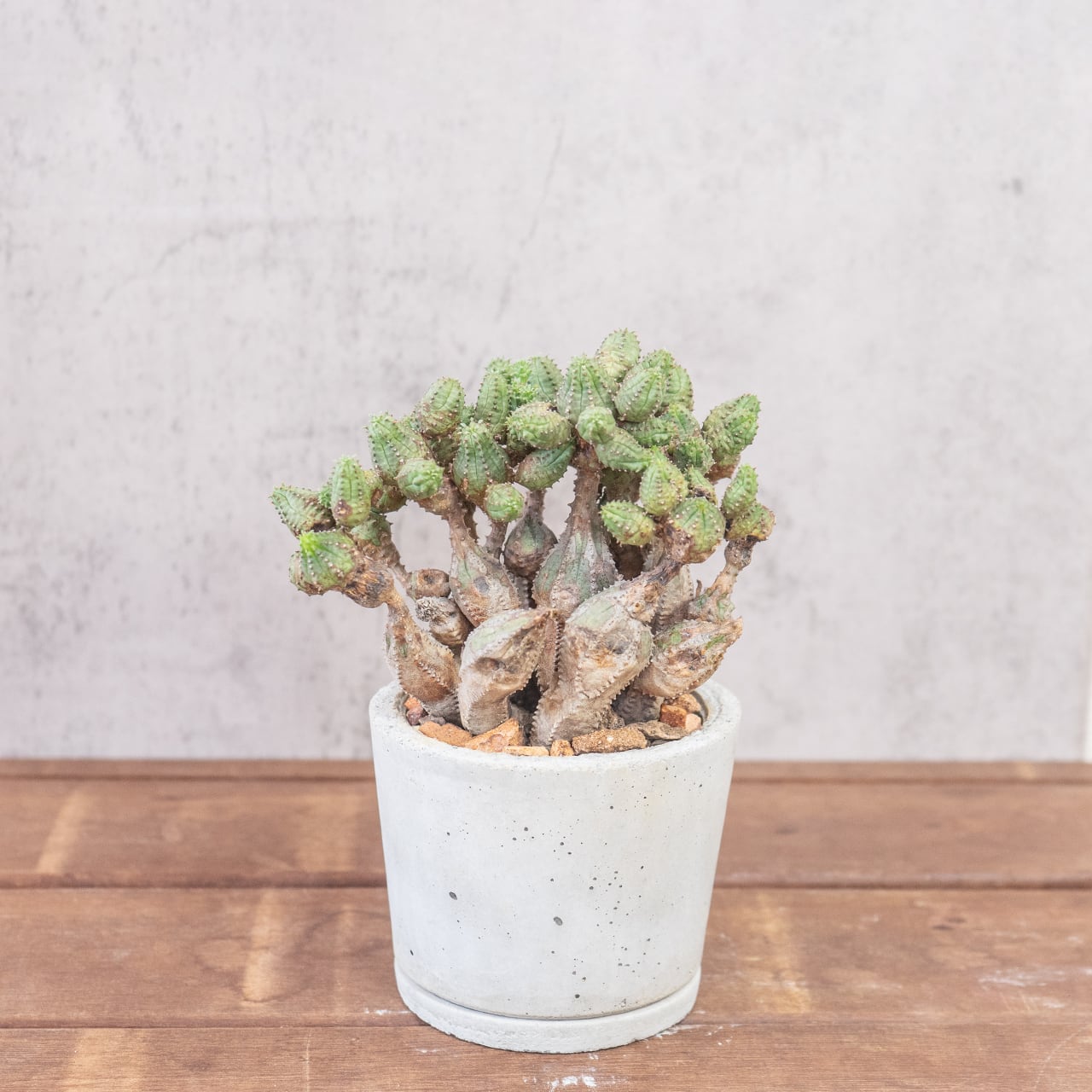 オベサブロウ 荒々しい幹肌と可愛らしい新芽の対比 自作モルタル鉢の一点物