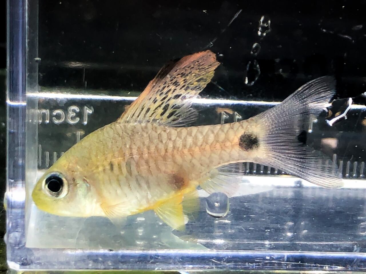 ドレープフィンバルブ 3匹セット アクアショップ 青