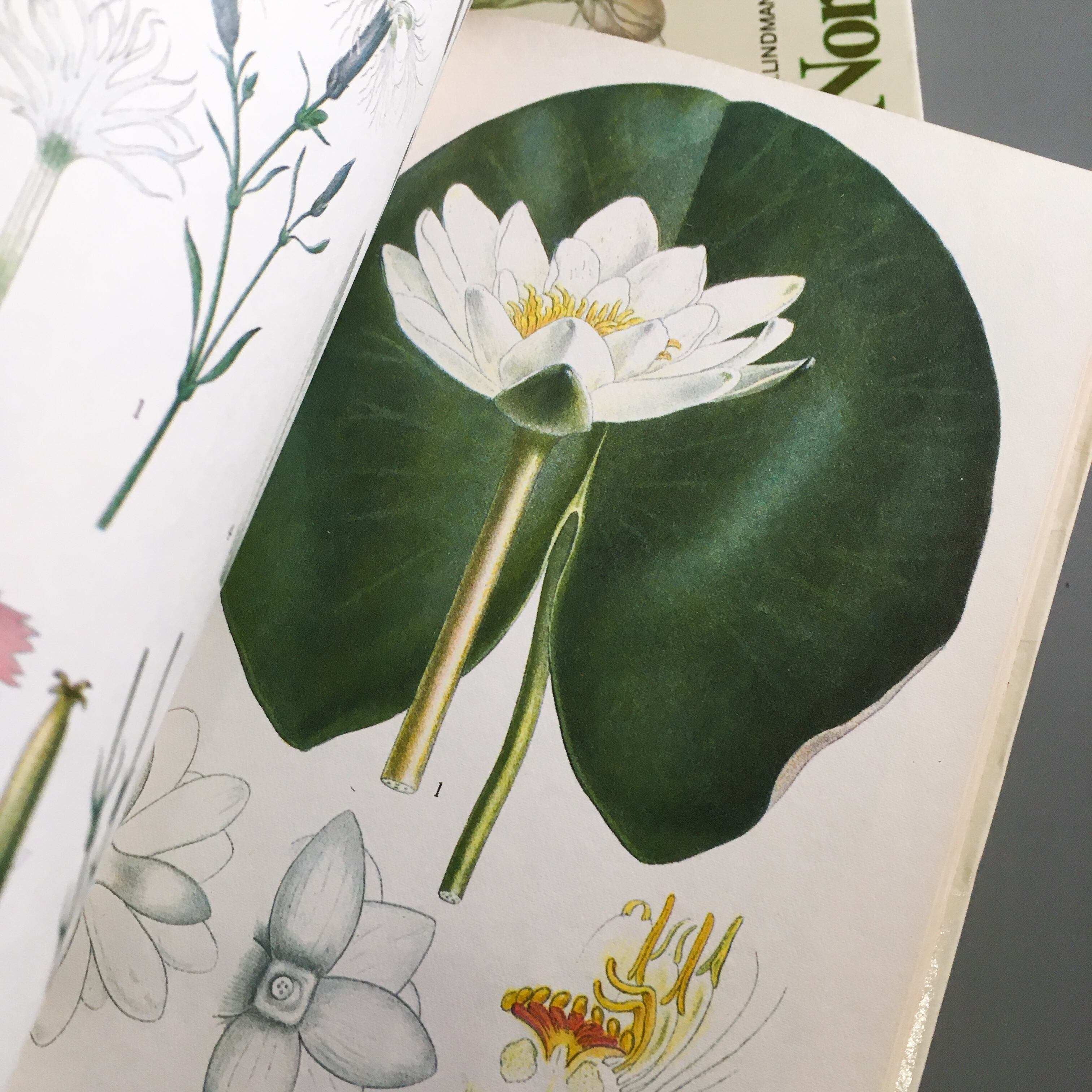スウェーデン 植物 図鑑 洋書 ボタニカル Nordens Flora 全10巻 Meisaku 洋書 Watanegypt Tv