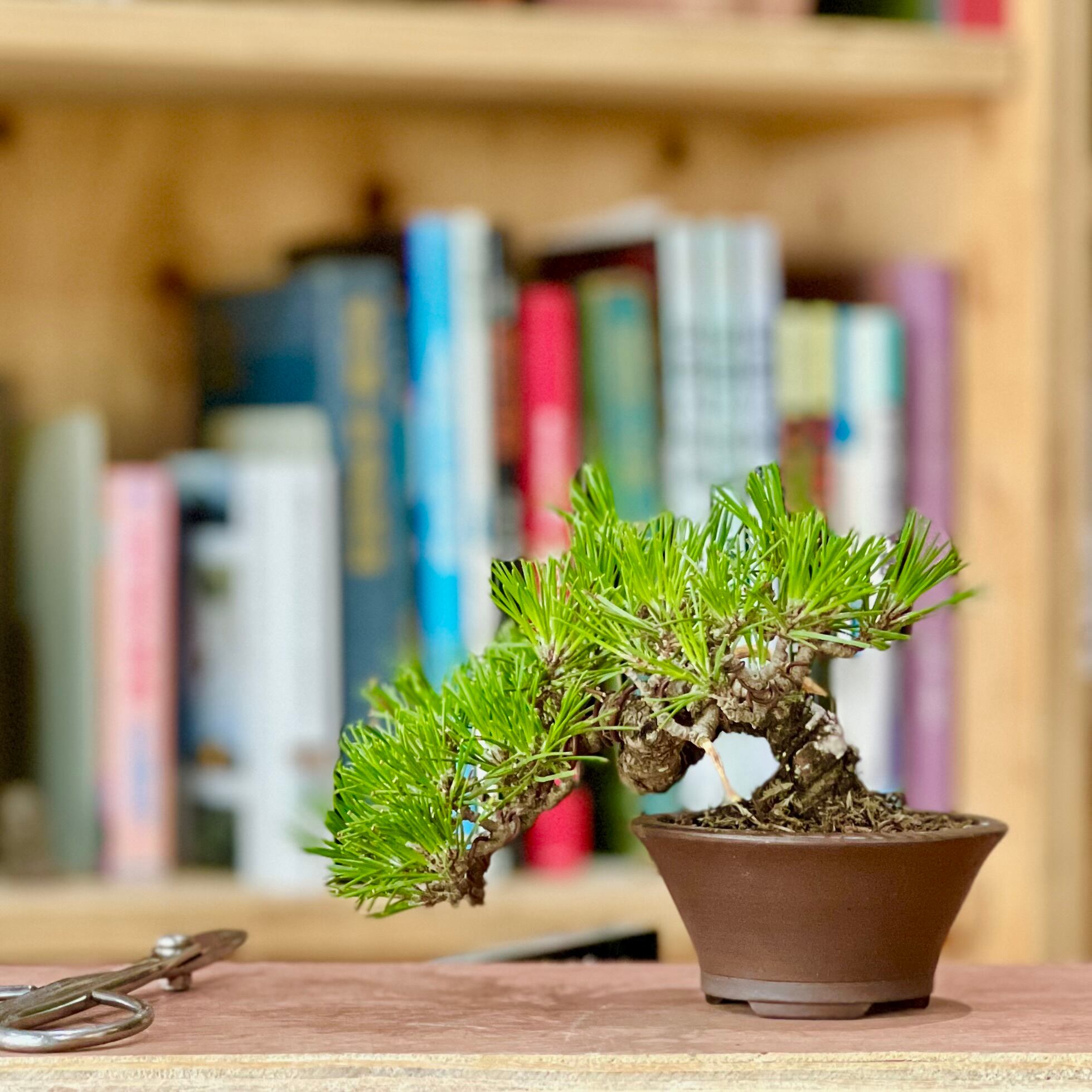 ミニ盆栽 イチョウ | BONSAI Labo ウェブショップ