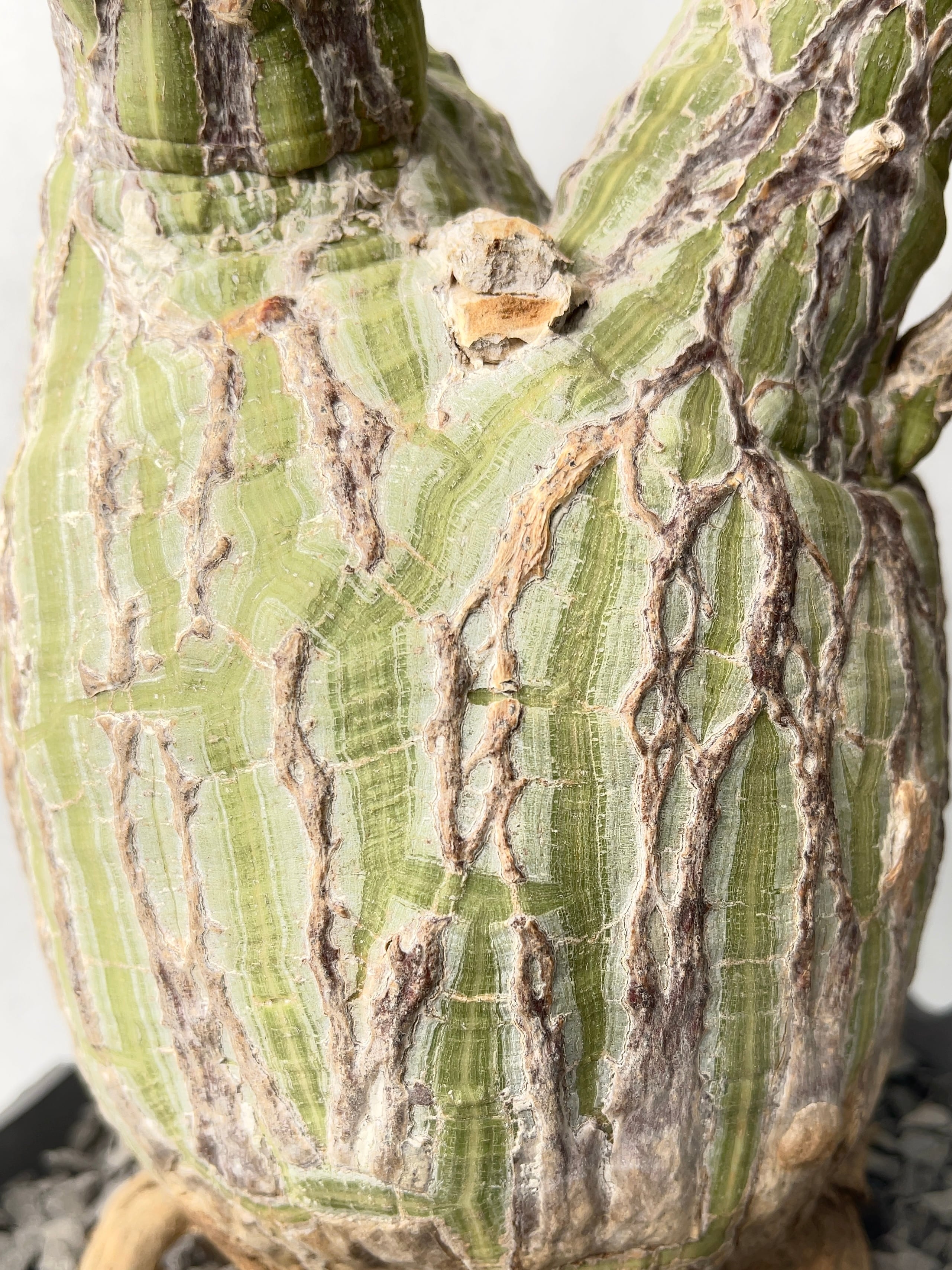 プセウドボンバックス・エリプティクム | trigger