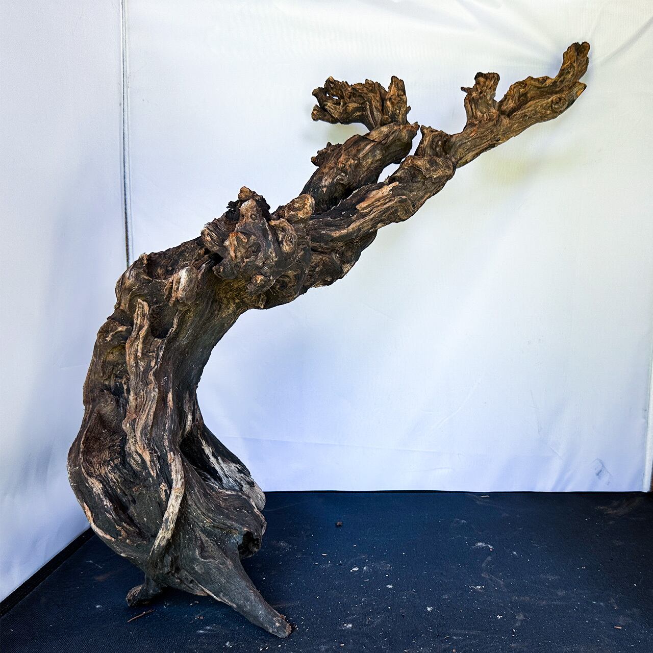 流木 大サイズ A800 ホーンウッド 流木 大サイズ A800 ホーンウッド