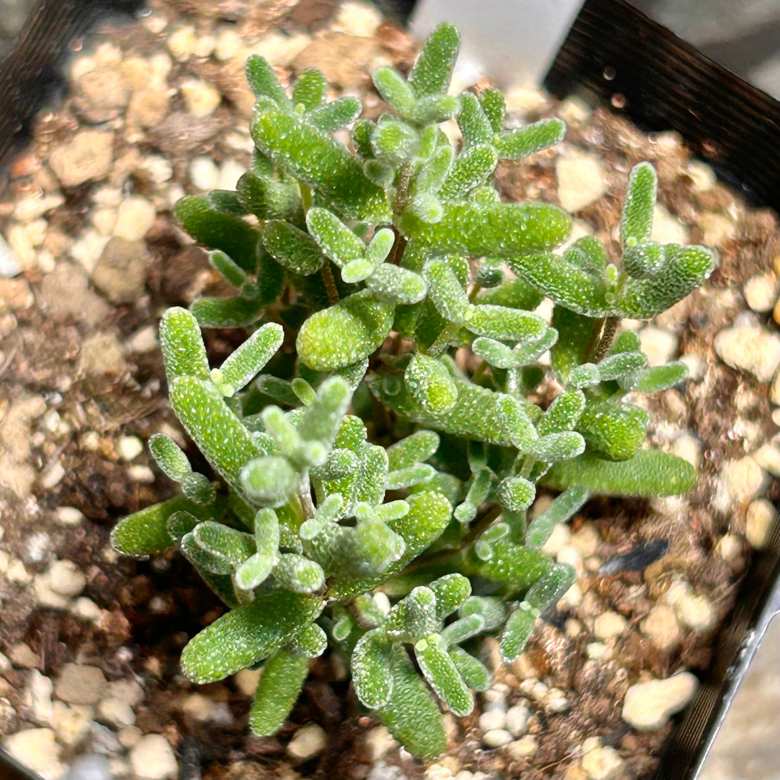 グロボーサム ドロサンテマム | RuPo 多肉植物専門店