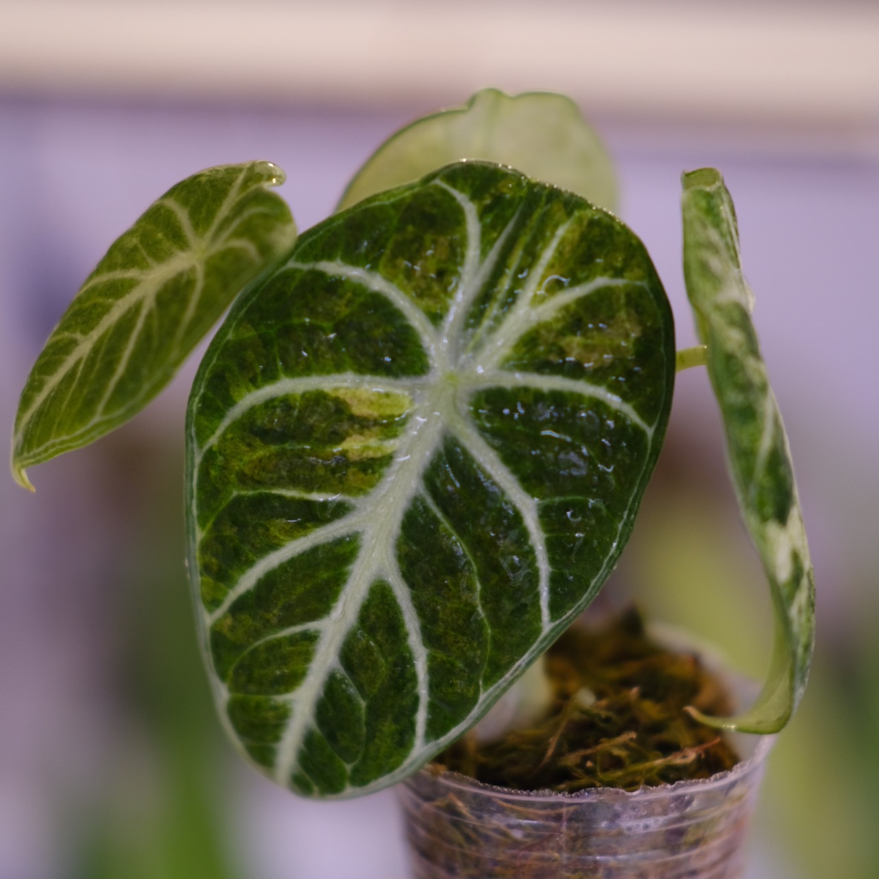 Alocasia Ninja Tricolor│アロカシア ニンジャ 斑入③│観葉植物