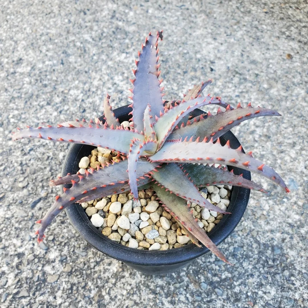 F00356_Aloe 'Chiristmas Carol' x castilloniae：アロエ