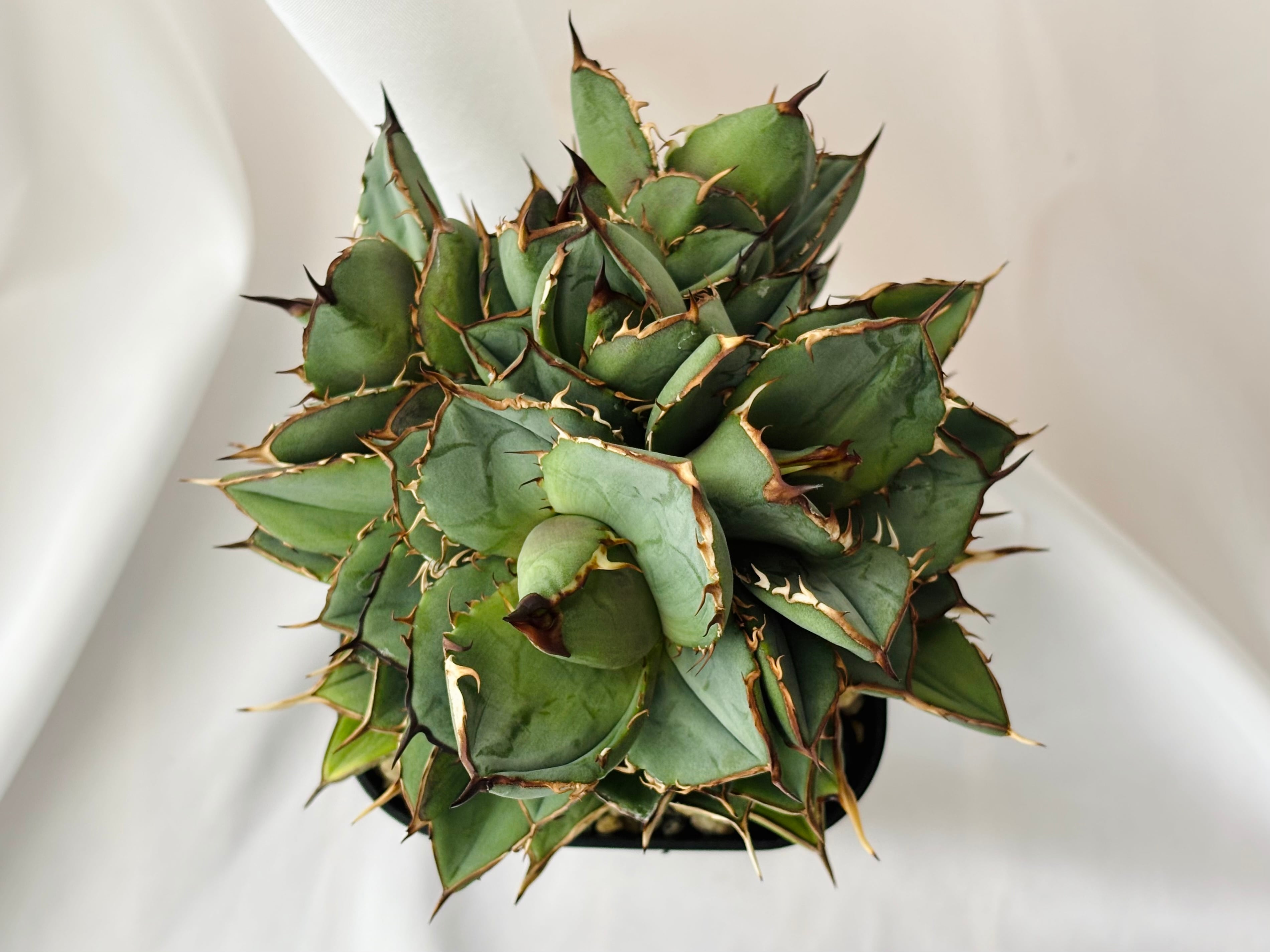 Agave titanota アガベ チタノタ モンスト 多肉植物 | plants MARU