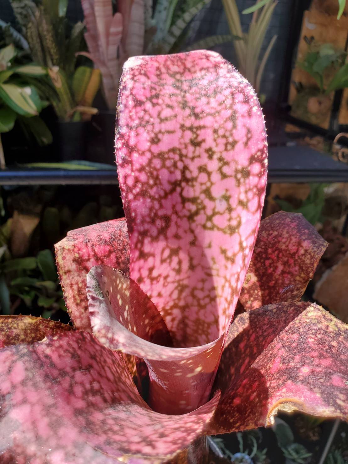 ブロメリア・エアープランツ Billbergia Cherry glow Billbergia cherry bomb【artPLANTs】 ビルベルギア/タンクブロメリア