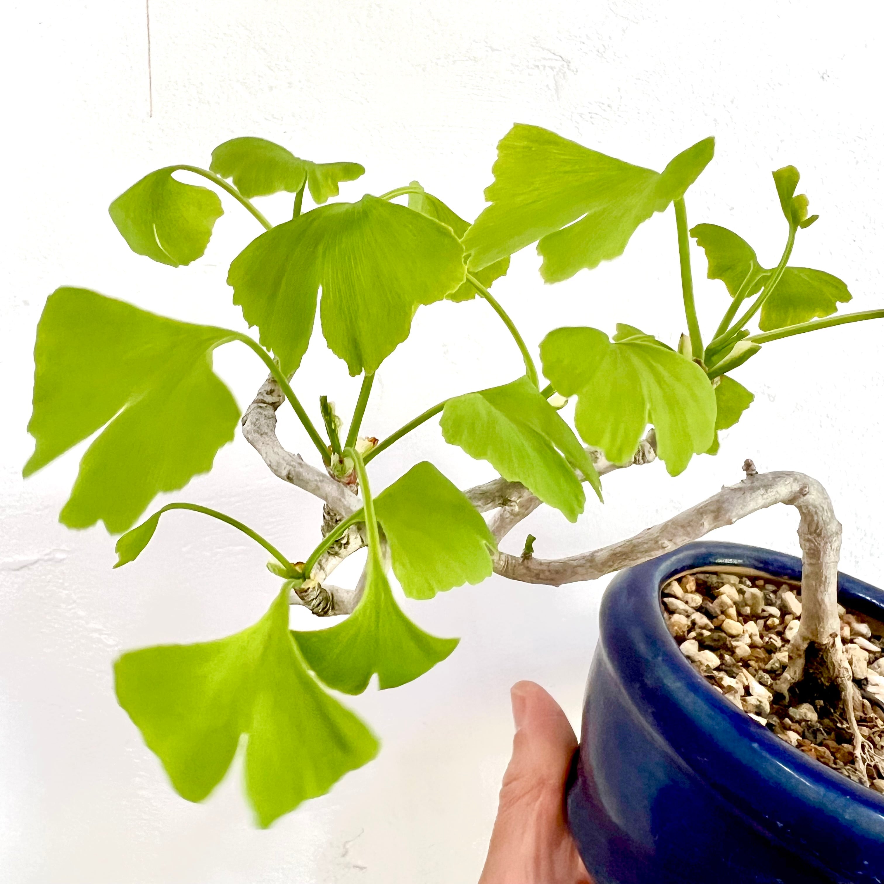 ツツジ 紫八重 ミニ盆栽｜高さ 約18cm | BONSAI Labo ウエブショップ