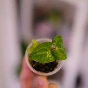 Anthurium Carlablackiae "RA5 x RA10"│アンスリウム カーラブラッキー③│観葉植物