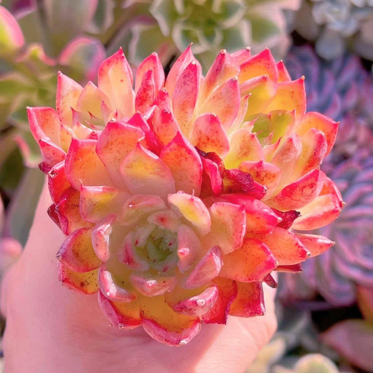 多肉植物　ファイアピラー2〜3頭群生　新入荷　るる農園