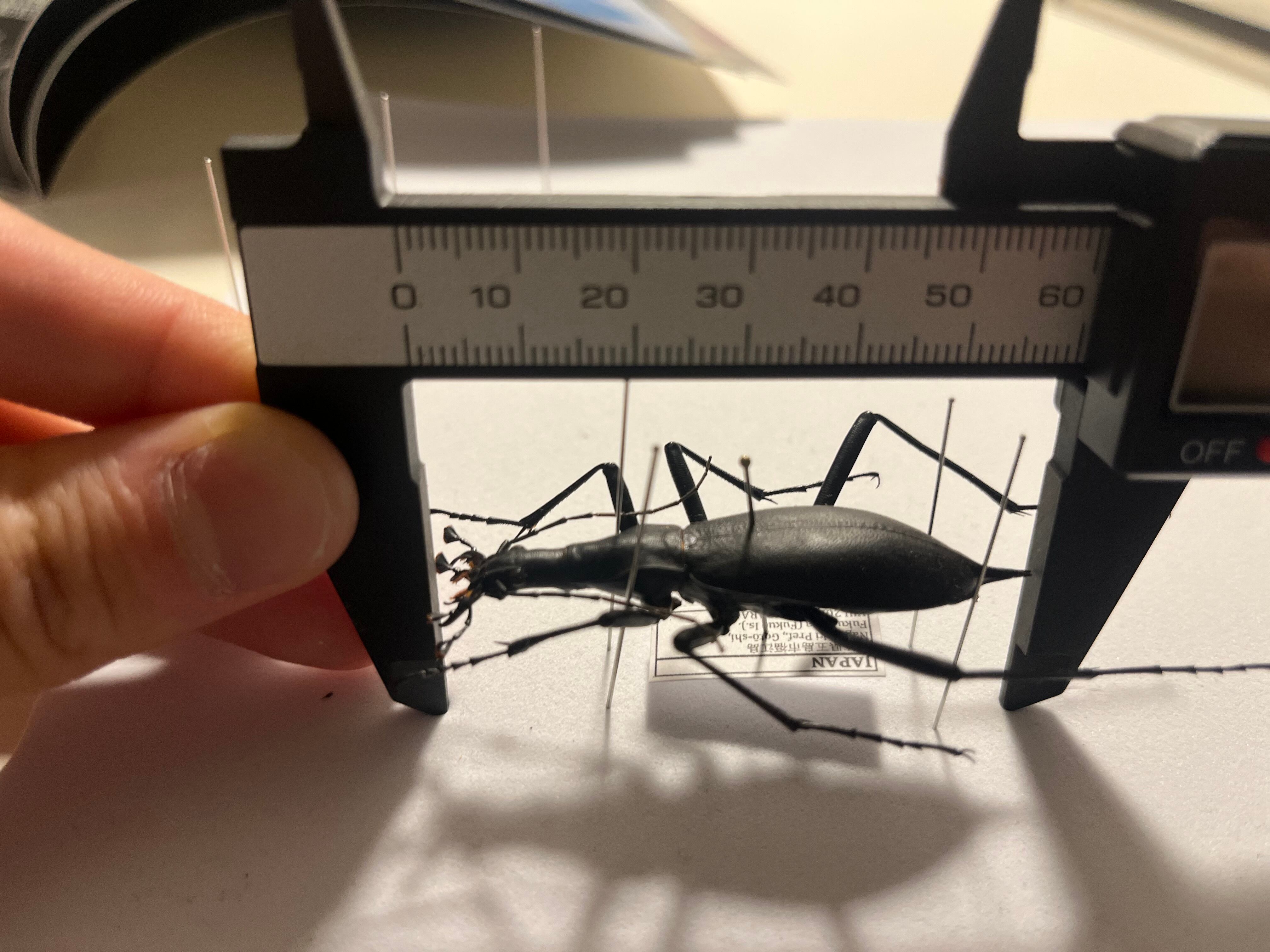 蝸牛被最大種】フクエマイマイカブリ ホンマイマイカブリ 昆虫標本