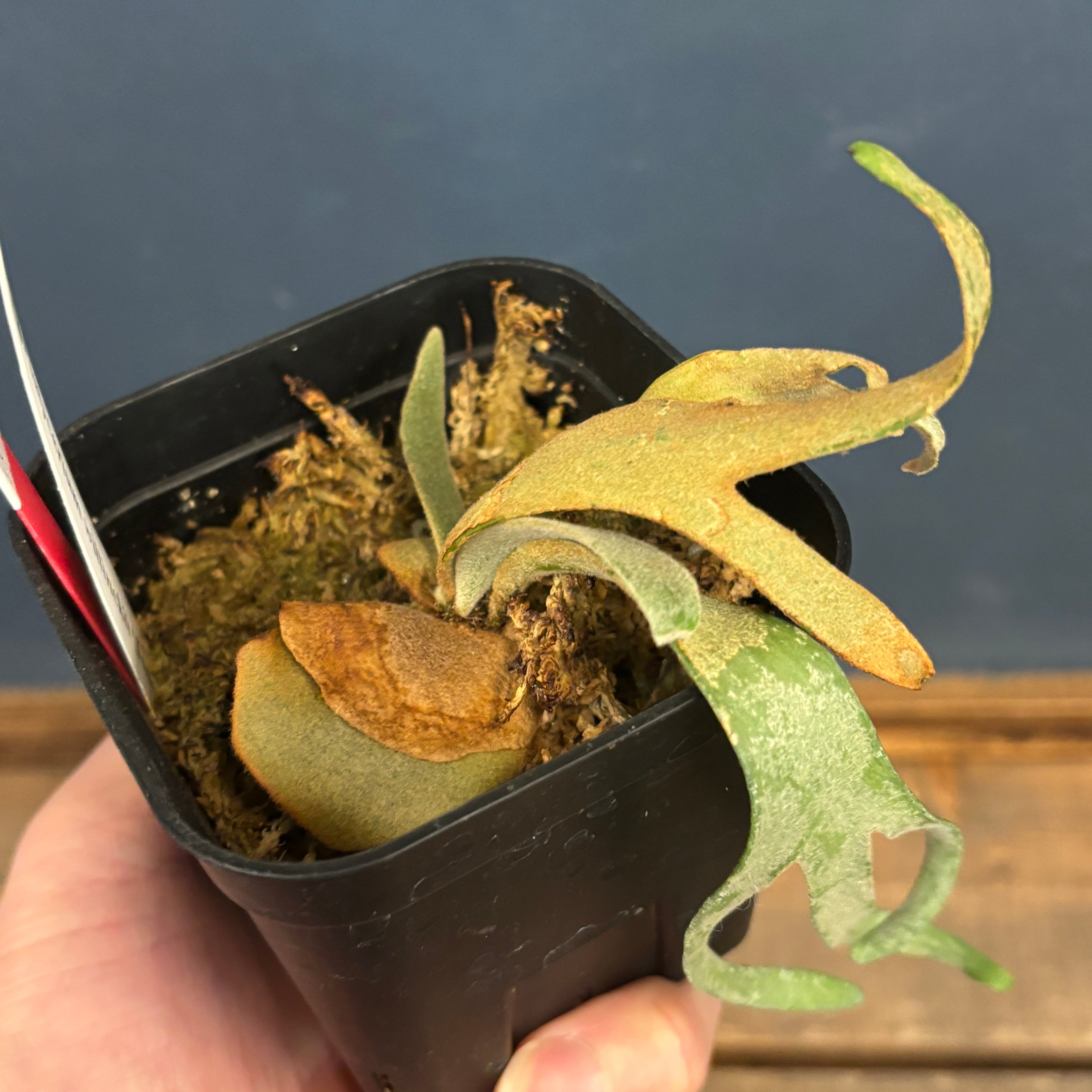 クリアランス】ビカクシダ ジェイドガール P. willinckii 'Jade Girl