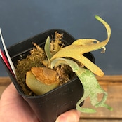 【クリアランス】ビカクシダ ジェイドガール P. willinckii 'Jade Girl' spore【706】