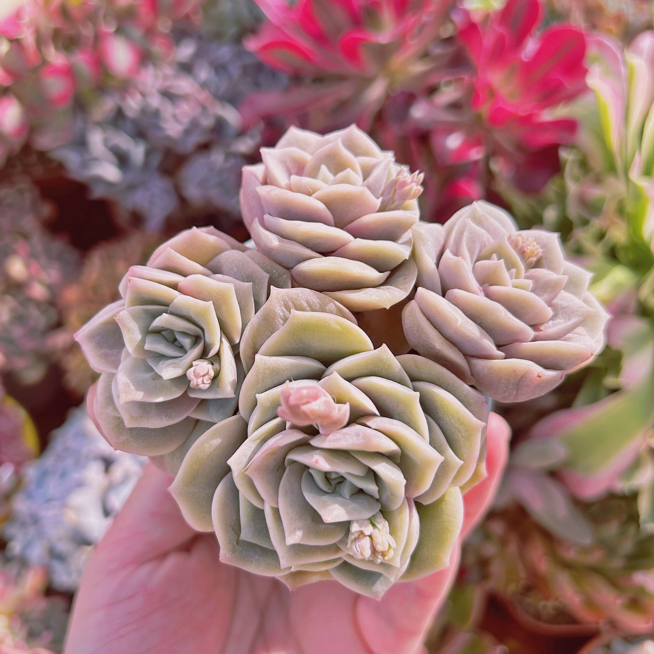 #510現物　多肉植物　ラブリーローズ