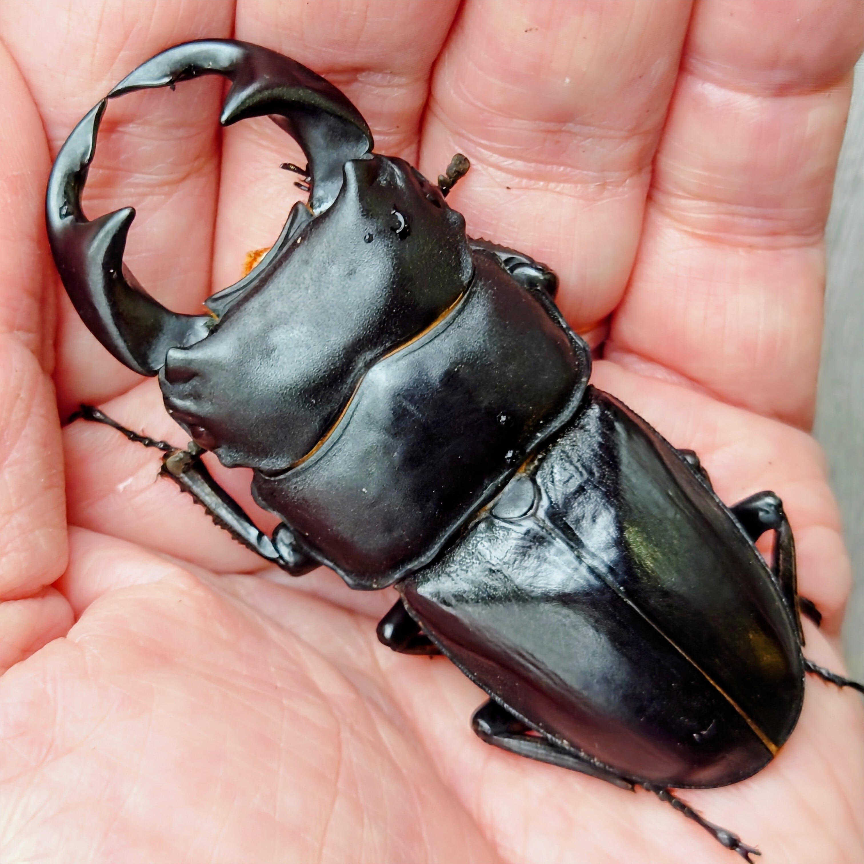 即ブリ〕海南島 ホペイ 《シン・海南島》 74.0mm ♀2 ペアセット