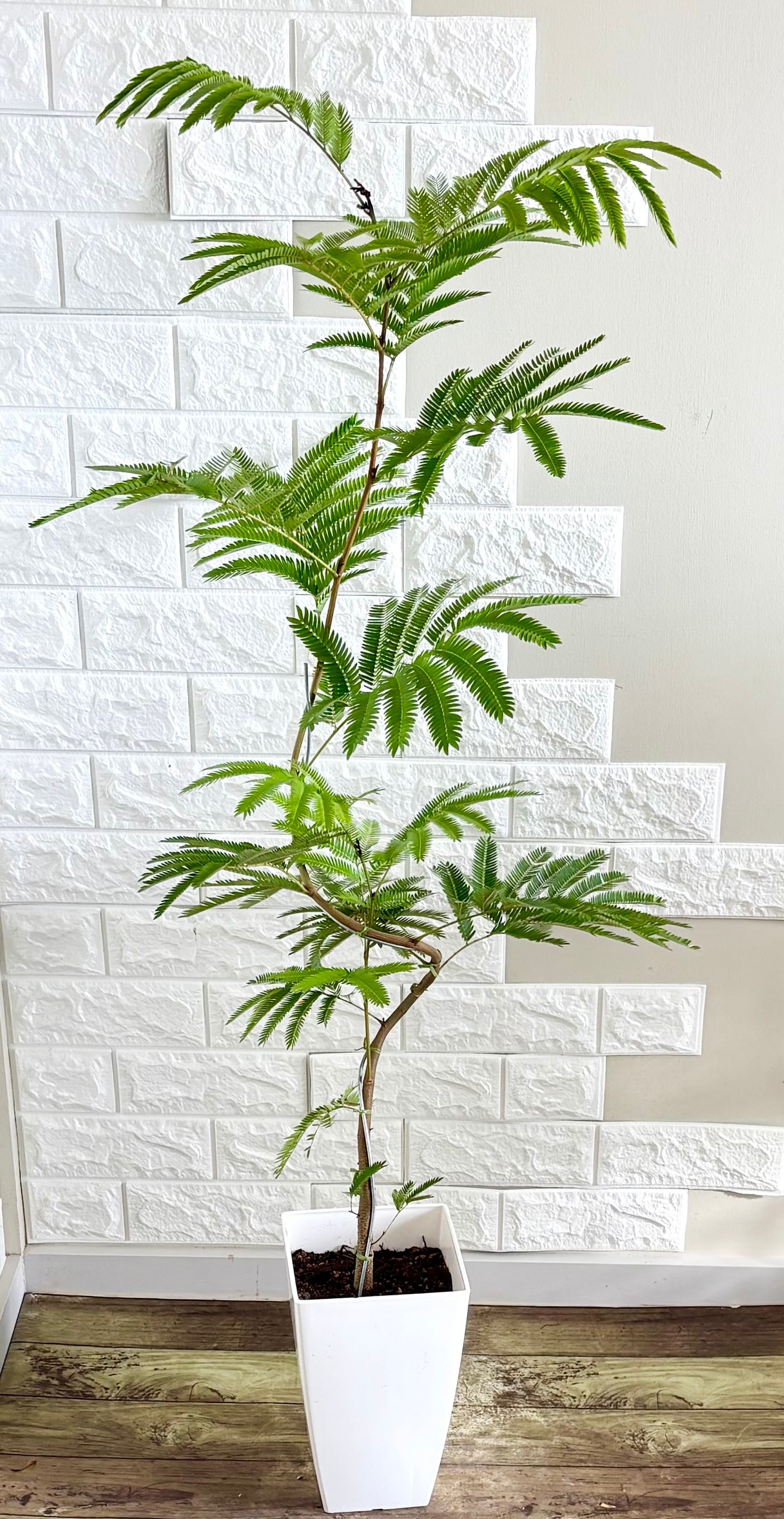 現品】エバーフレッシュ 曲がり樹形 7号鉢 観葉植物 | 観葉植物のお店