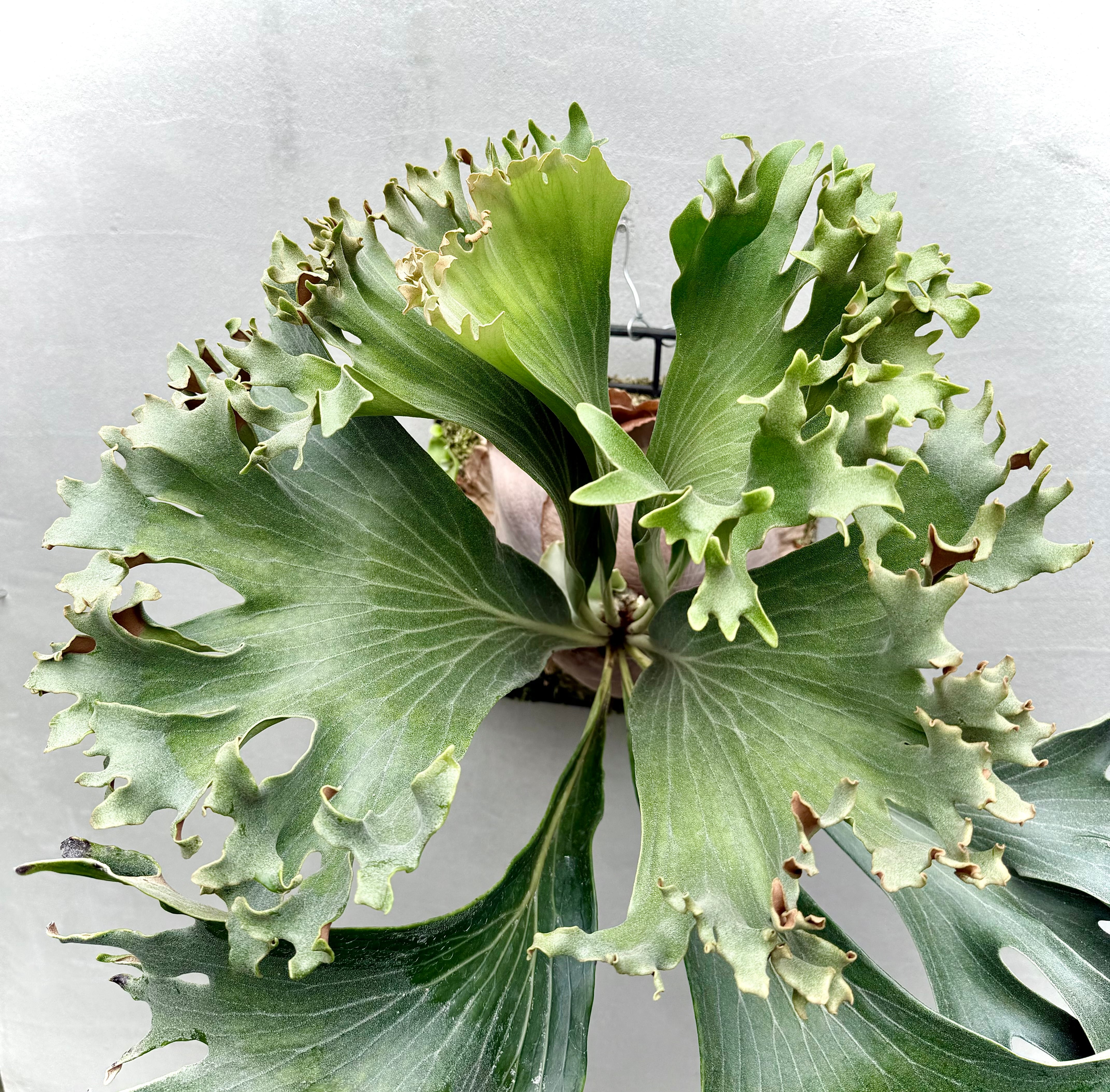 a) P. hillii 'Pola X' (vp#2) ビカクシダ ヒリー 'ポーラ X' (vp#2