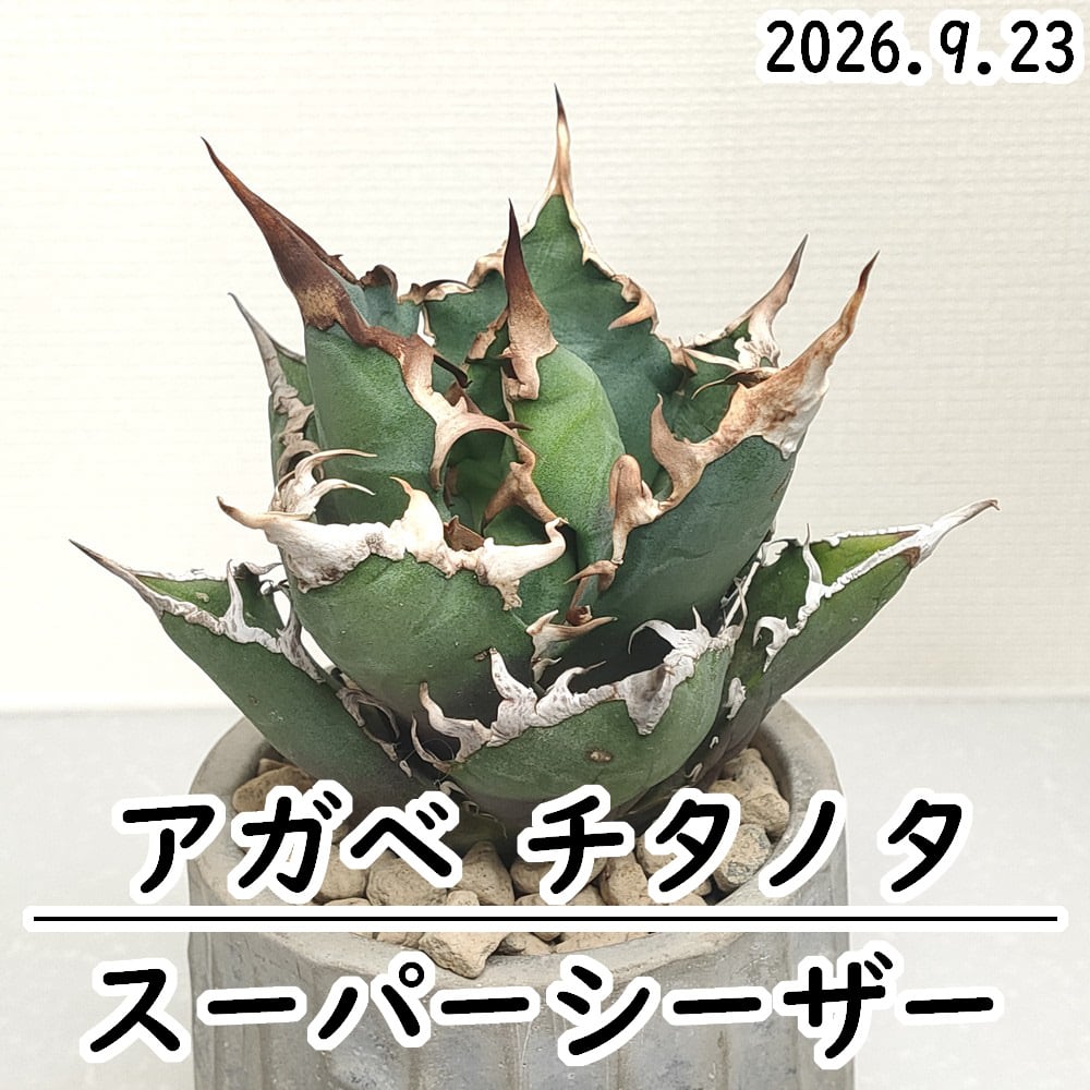 多肉植物 アエオニウム 黒銅壺錦 大苗 美苗 #黒2 | PAY ID