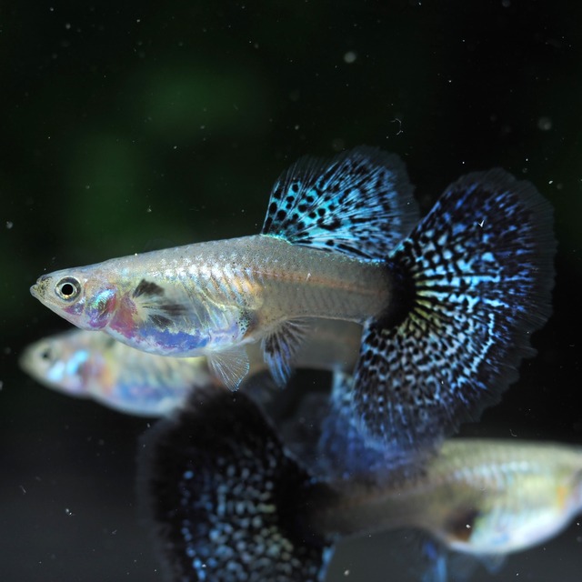 極上ブルードラゴン1ペア＋種親メス1匹＋おまけ1ペア