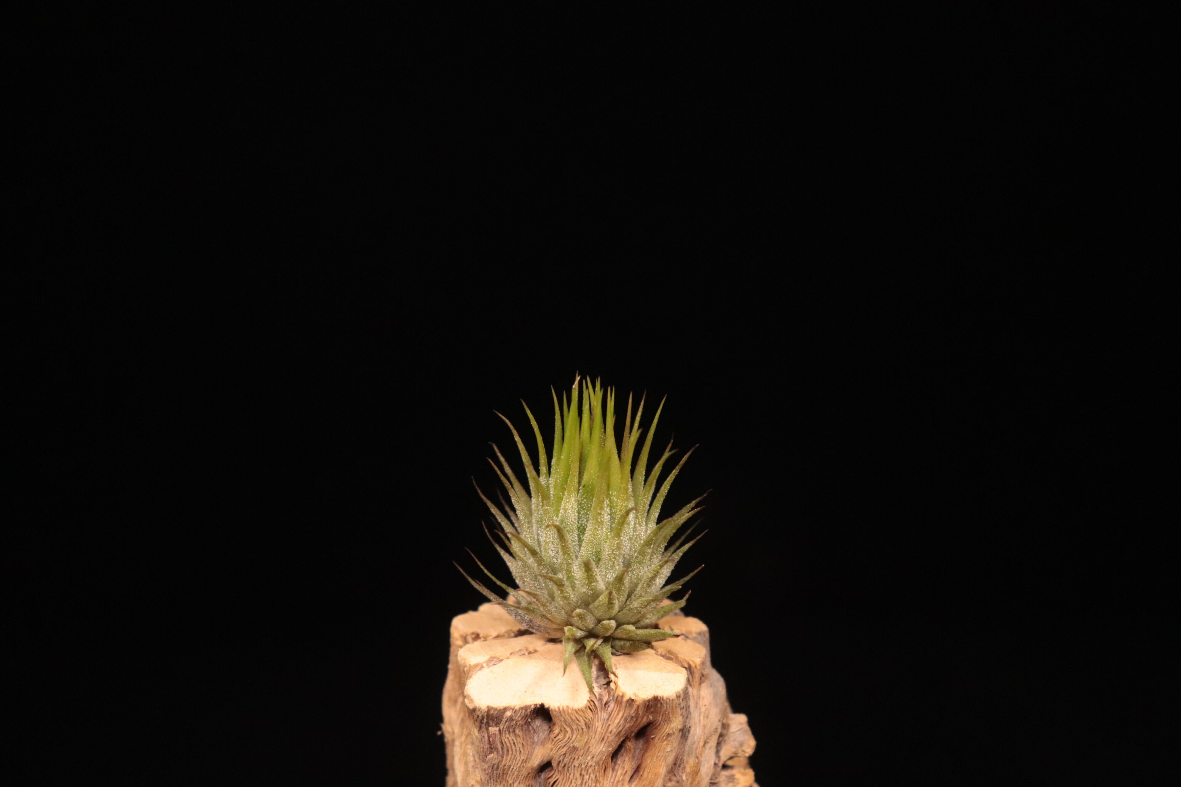 送料無料】ionantha 'Apretado' × ionantha 'Peanuts'〔エアプランツ