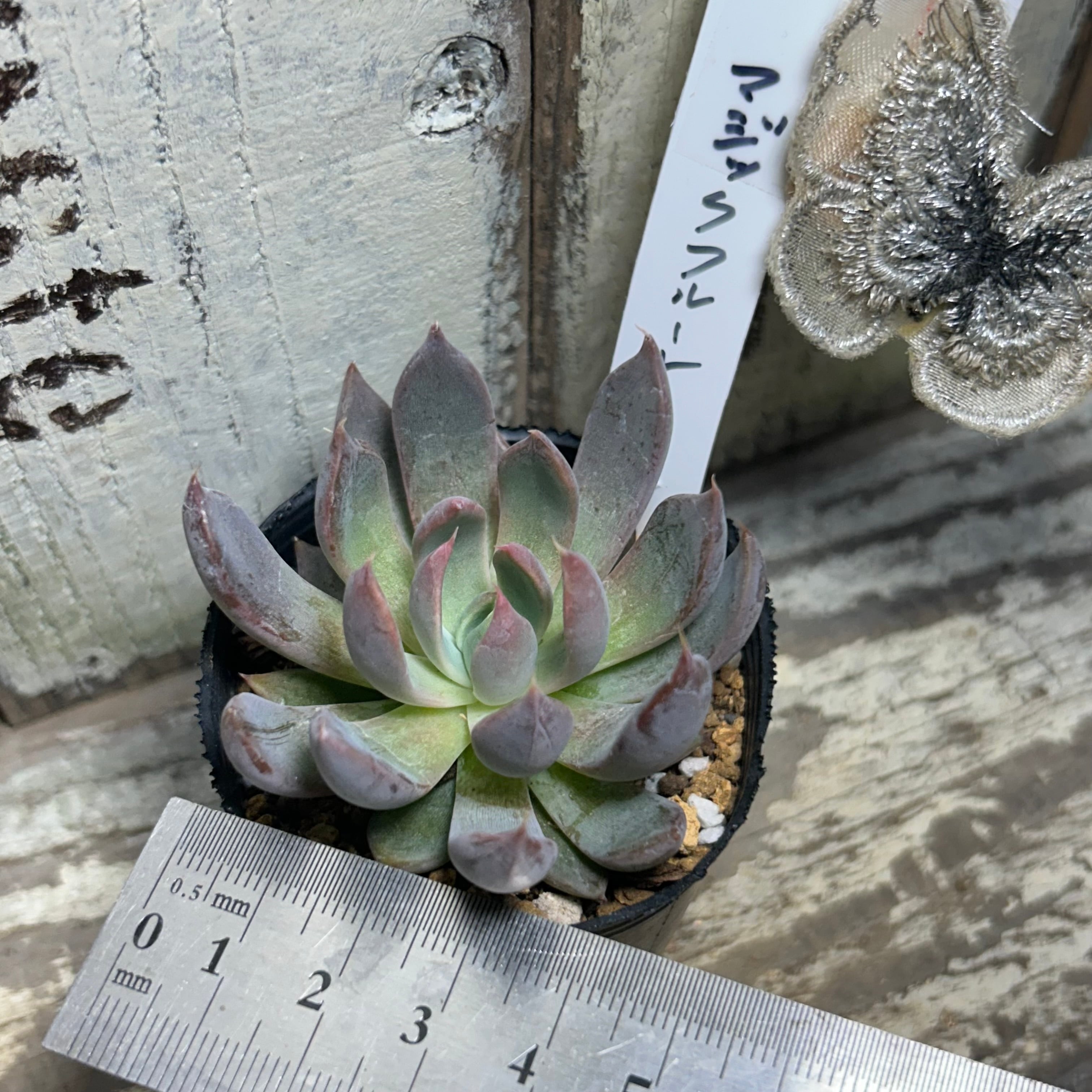 マジックフルート | RuPo 多肉植物専門店