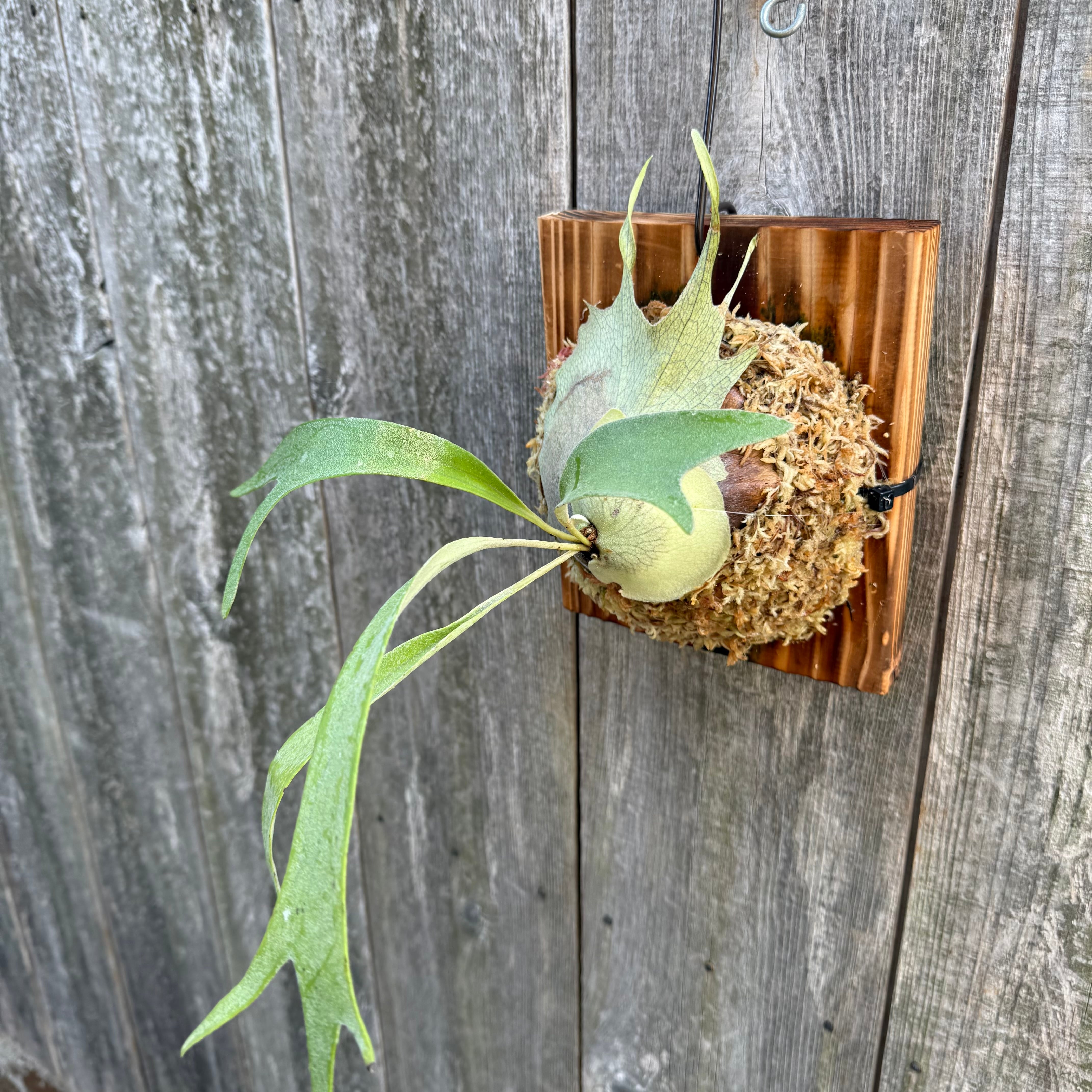 P. Rydeen spore | naturefix