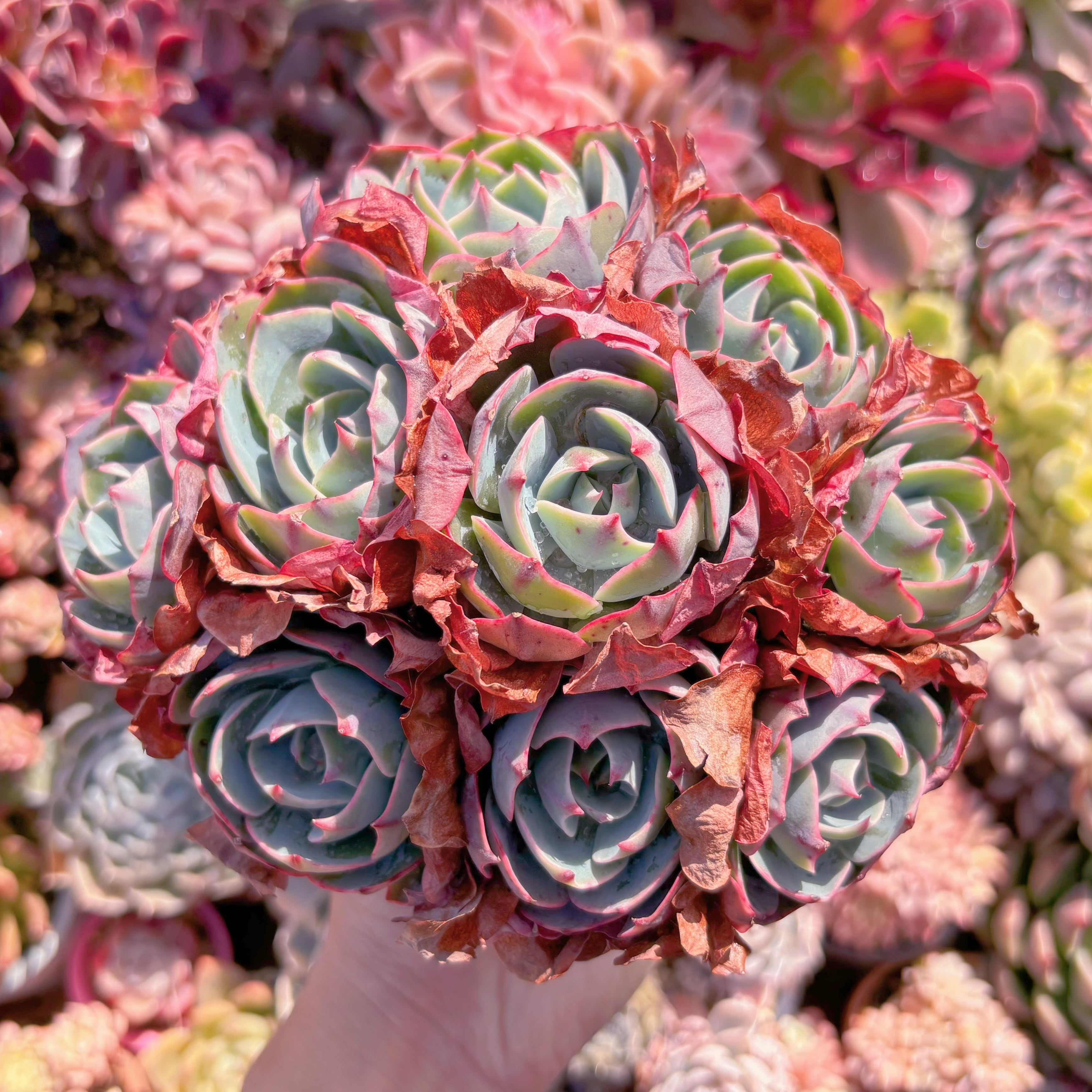 モンスタームーン　スポア　赤タグ　十二田植 多肉植物 アミスター 大群生 新入荷 るる農園 | るる農園~多肉植物専門