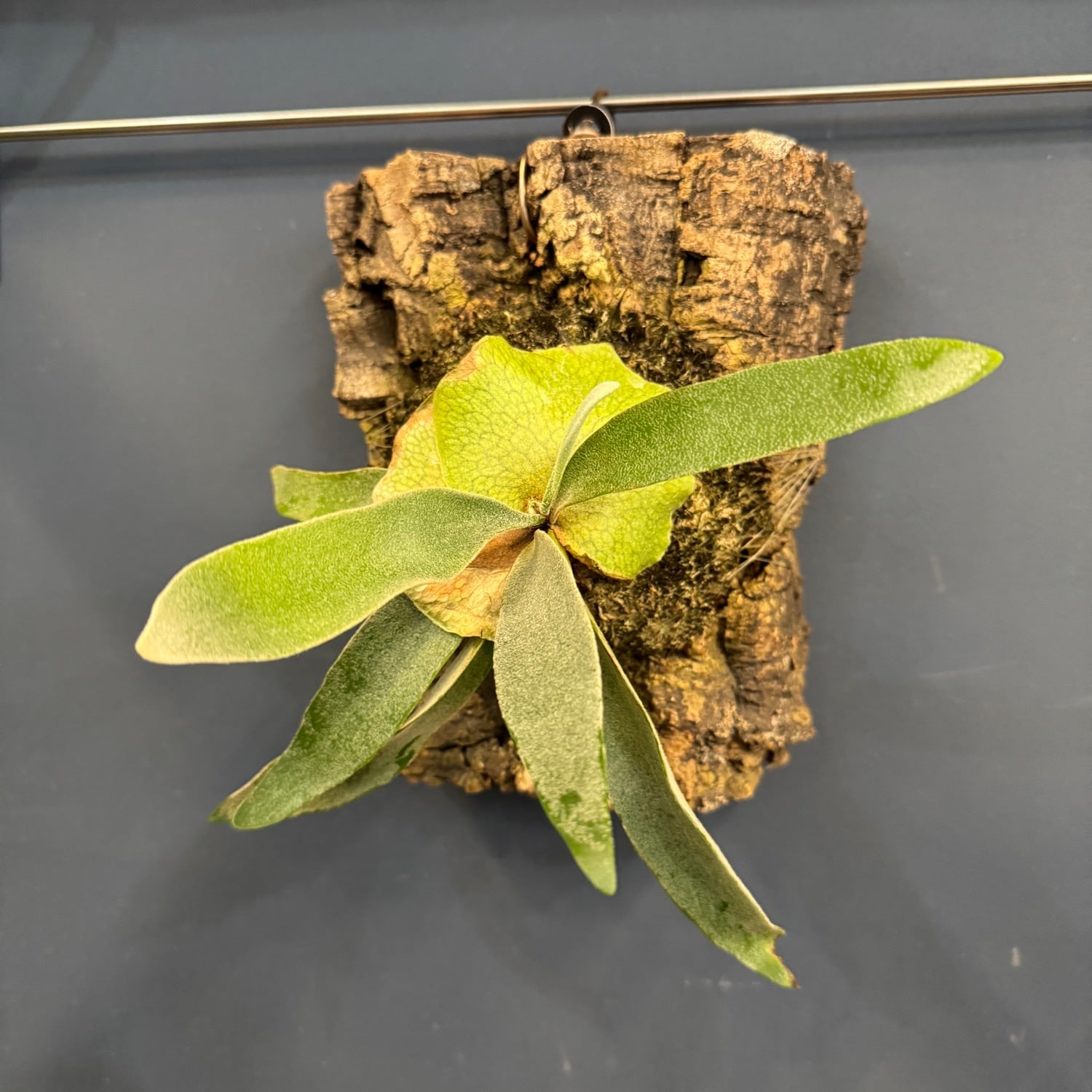 ビカクシダ Platycerium veitchii 板付け【933】 | PROTOLEAF プロトリーフ