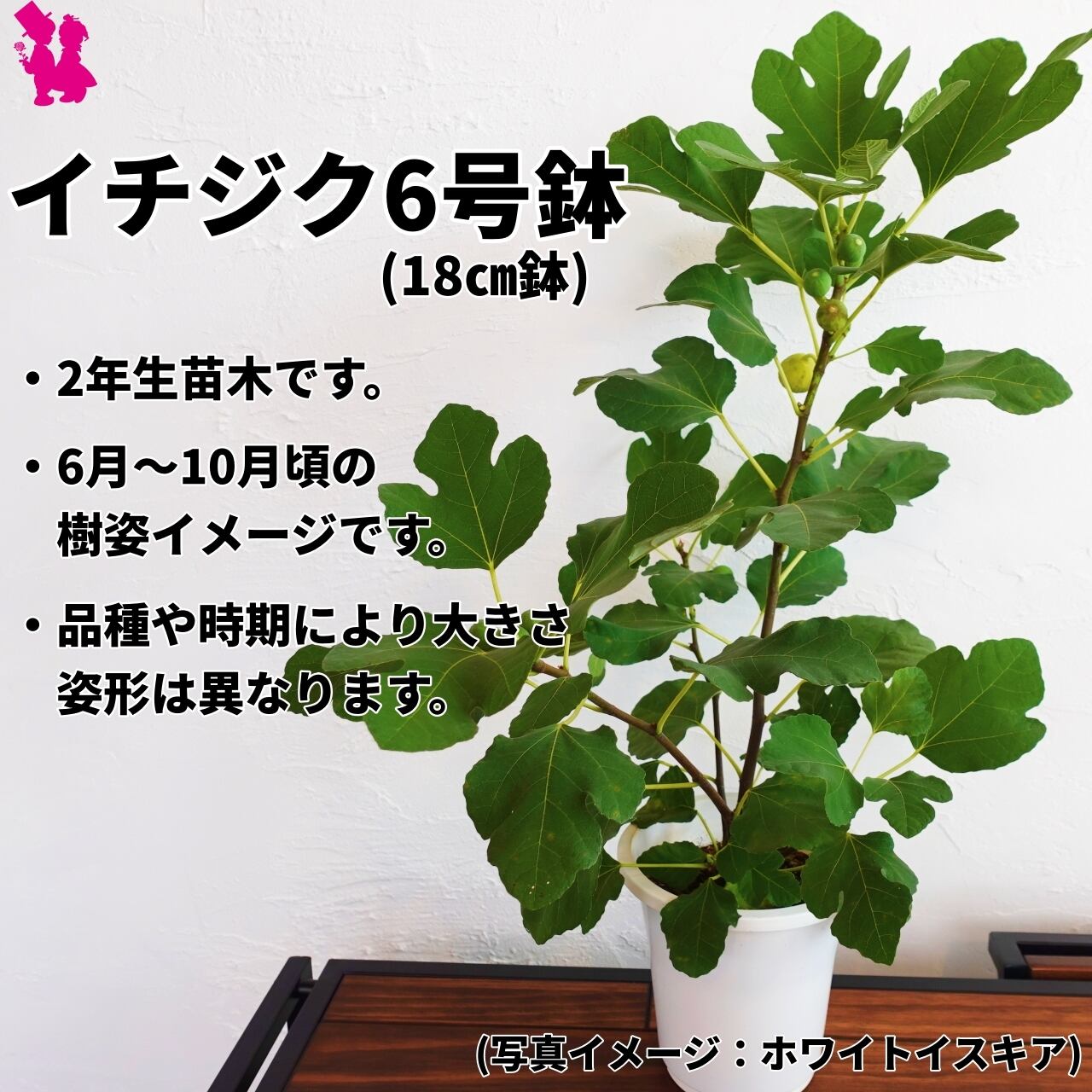 イチジク ホワイトイスキアとホワイトプロリフィック プラポット苗2鉢 