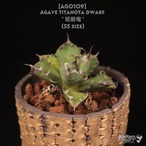 【送料無料】Agave titanota dwarf '姫厳竜' SS〔アガベ〕AG0109