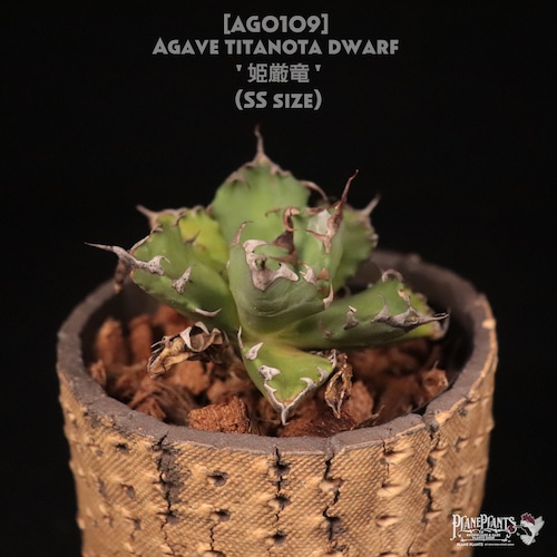 【送料無料】Agave titanota dwarf '姫厳竜' SS〔アガベ〕AG0109