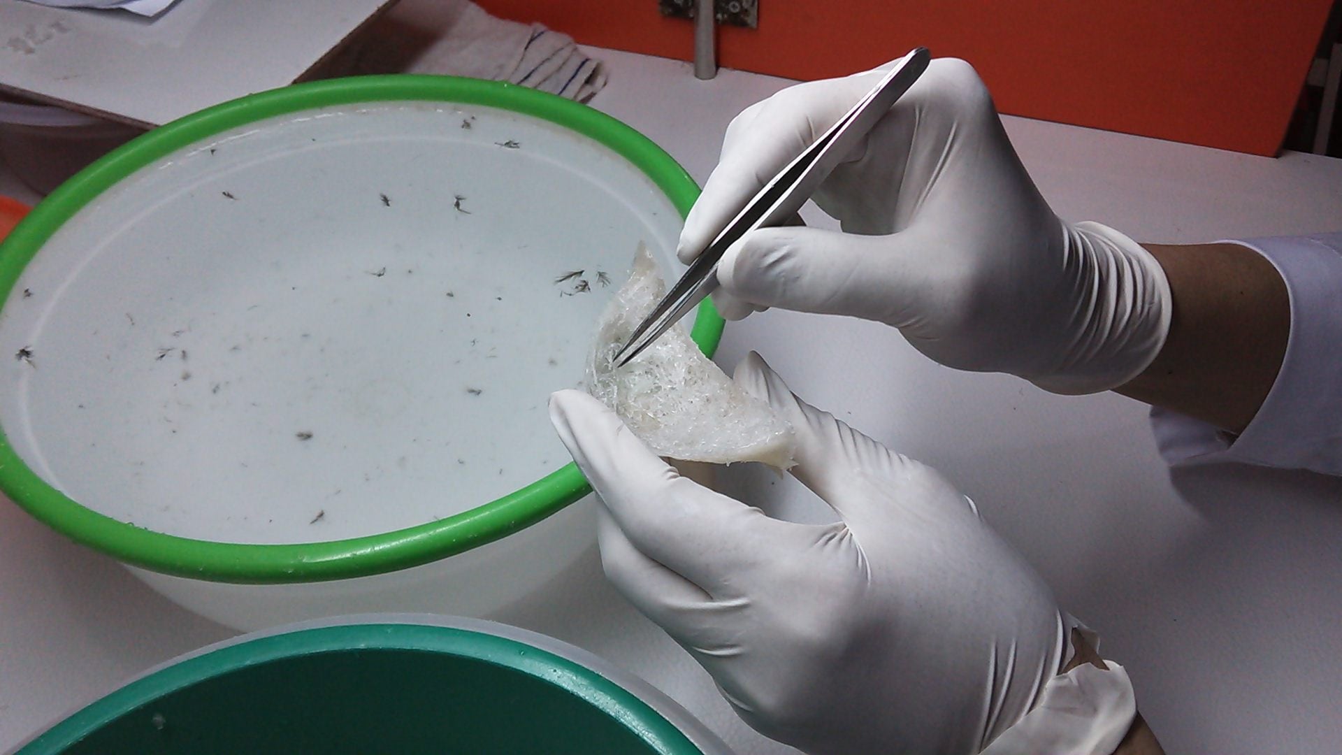 美容、健康にとてもいいツバメの巣 美肌脳神経 妊婦 子供  100g 天然 美容、健康にとてもいいツバメの巣 美肌脳神経 妊婦 子供 100g