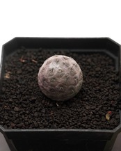 未発根苗 テフロカクタス 習志野 Tephrocactus geometricus
