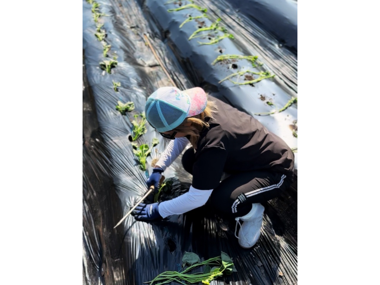 【第2弾】土付き採れたてシルクスイート2.5kg