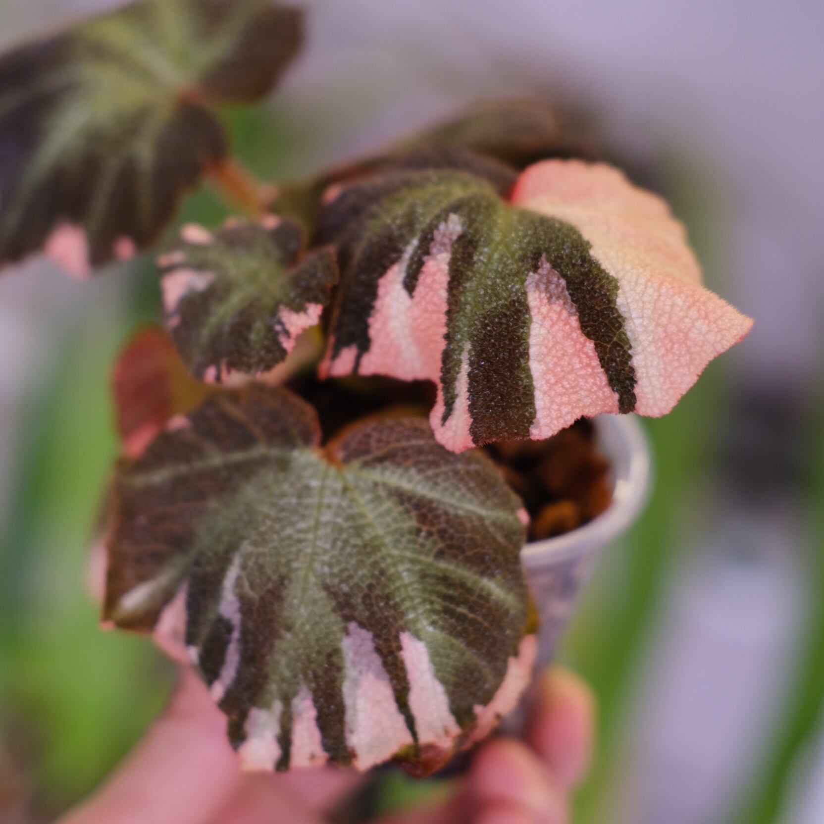 Begonia soli mutata Variegated│ベゴニア ソリムタータ バリエガータ