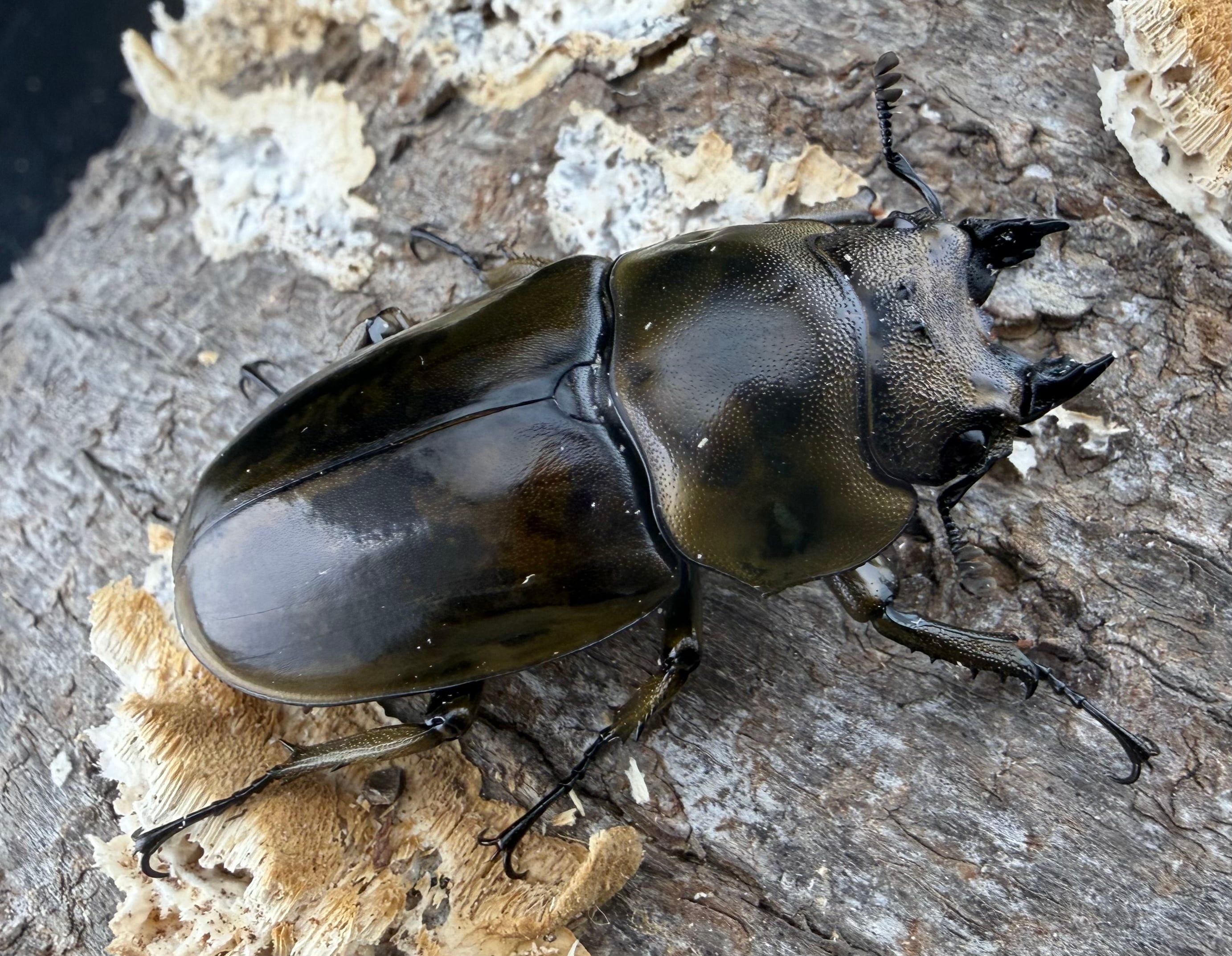 【昆虫標本】ローゼンベルグオウゴンオニクワガタ♂73㍉ F0】《ローゼンベルグオウゴンオニクワガタ 44.5mm ♀単》 | KPW公式