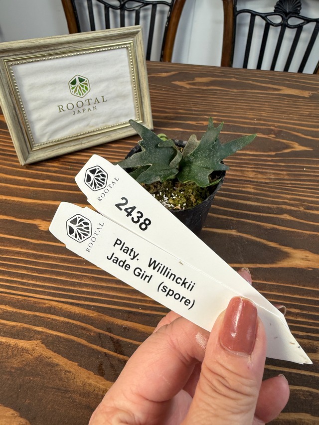 ★2438【未来は緑のプリンセス】 ビカクシダ　ウィリンキージェイドガールspore　(2.5号ポット)