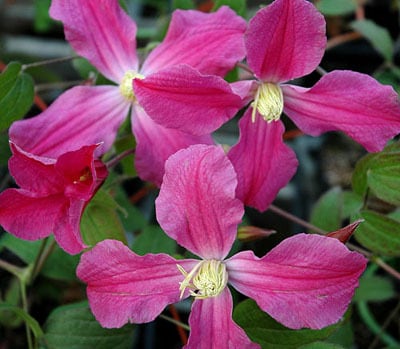 インスピレーション　C.‛Inspiration’　-インテグリフォリア系　O-I