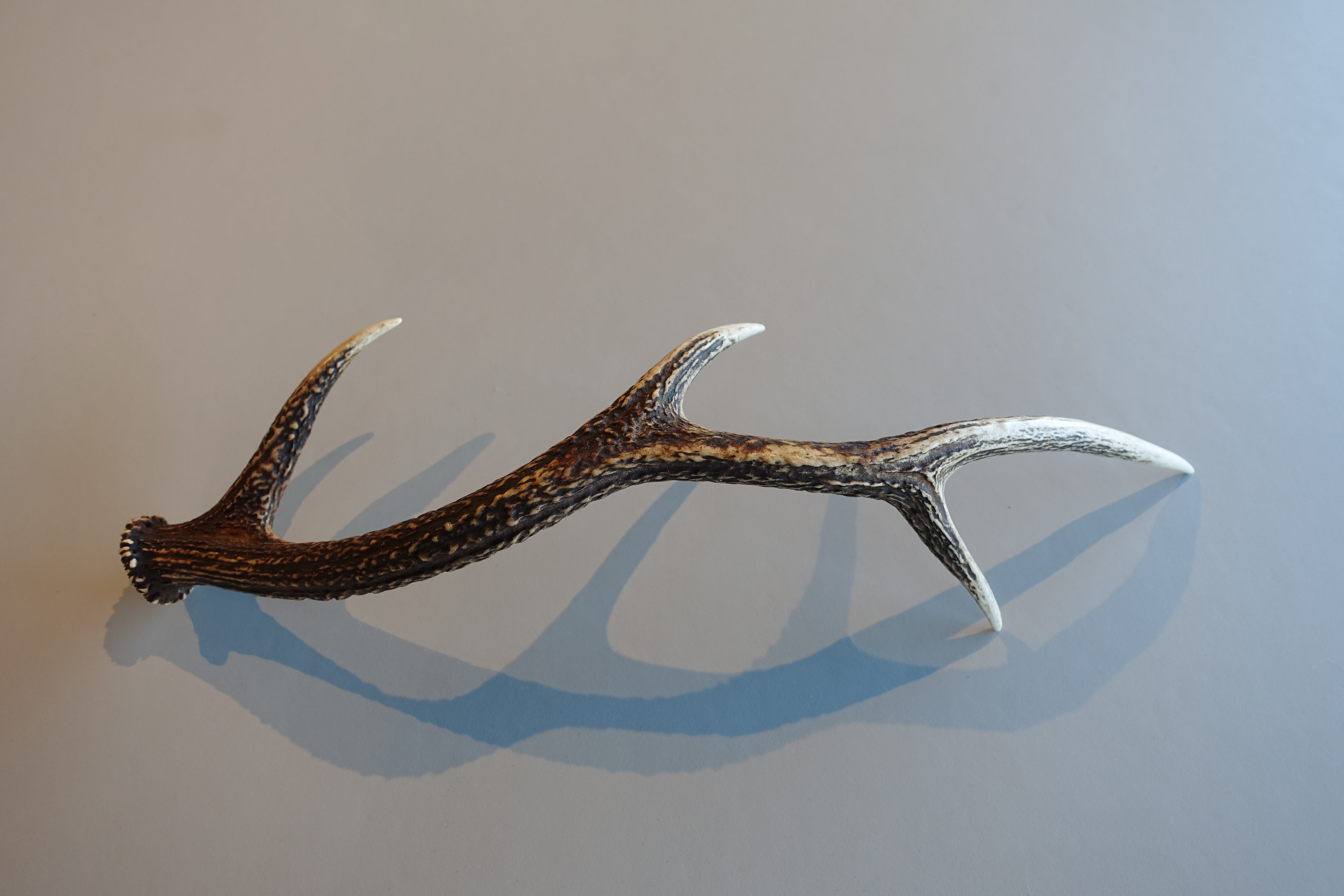 鹿革のシガレットケース 鹿角スカルボタン 鹿革のシガレットケース 鹿角スカルボタン 楽天市場】スカル 鹿の通販