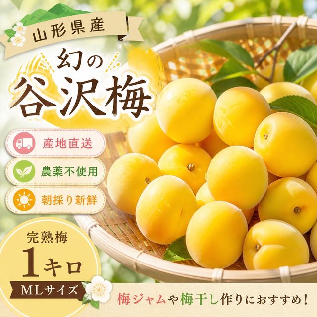 産地直送 山形県産 幻の谷沢梅 サイズミックス 追熟梅 10キロ 完全無