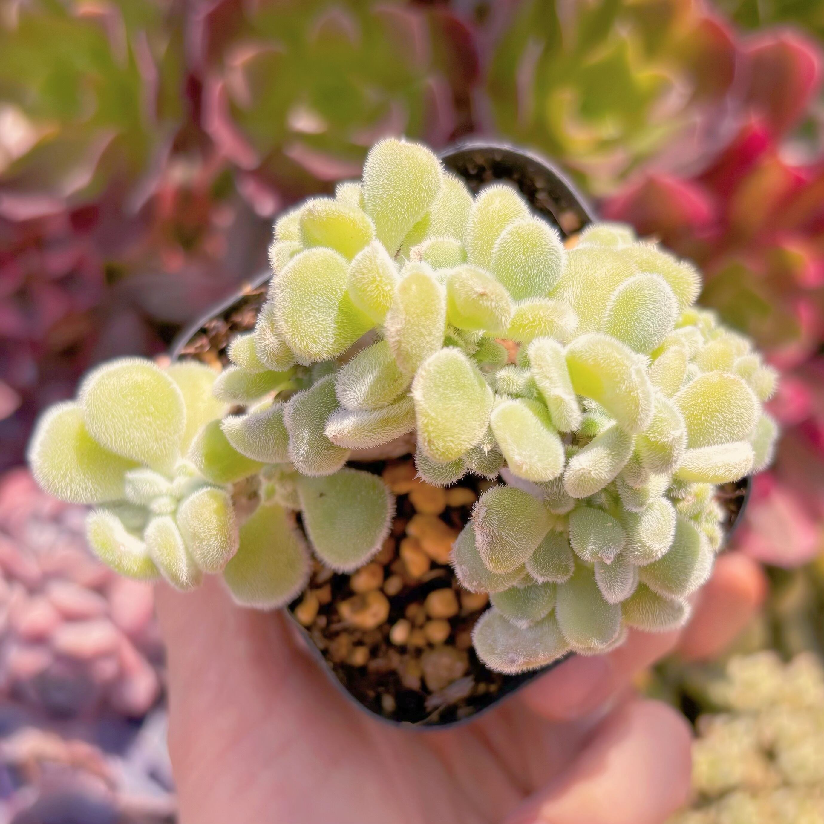 現品　雪錦星#275　るる農園